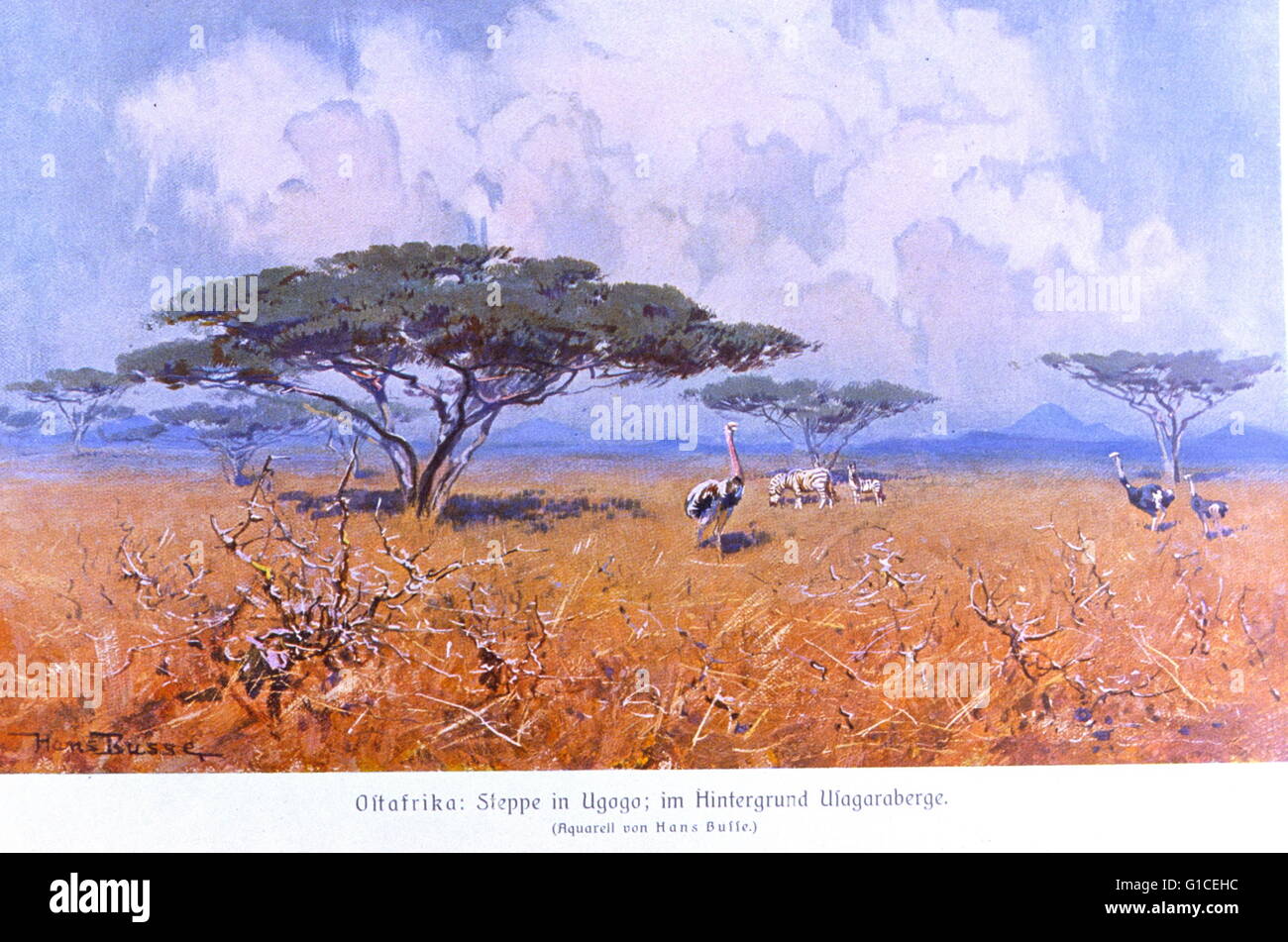 Gemälde mit dem Titel "Steppen von Deutsch-Ostafrika mit Straußen" aus "Das Deutsche Kolonialreich," von Hans Meyer. Vom 20. Jahrhundert Stockfoto