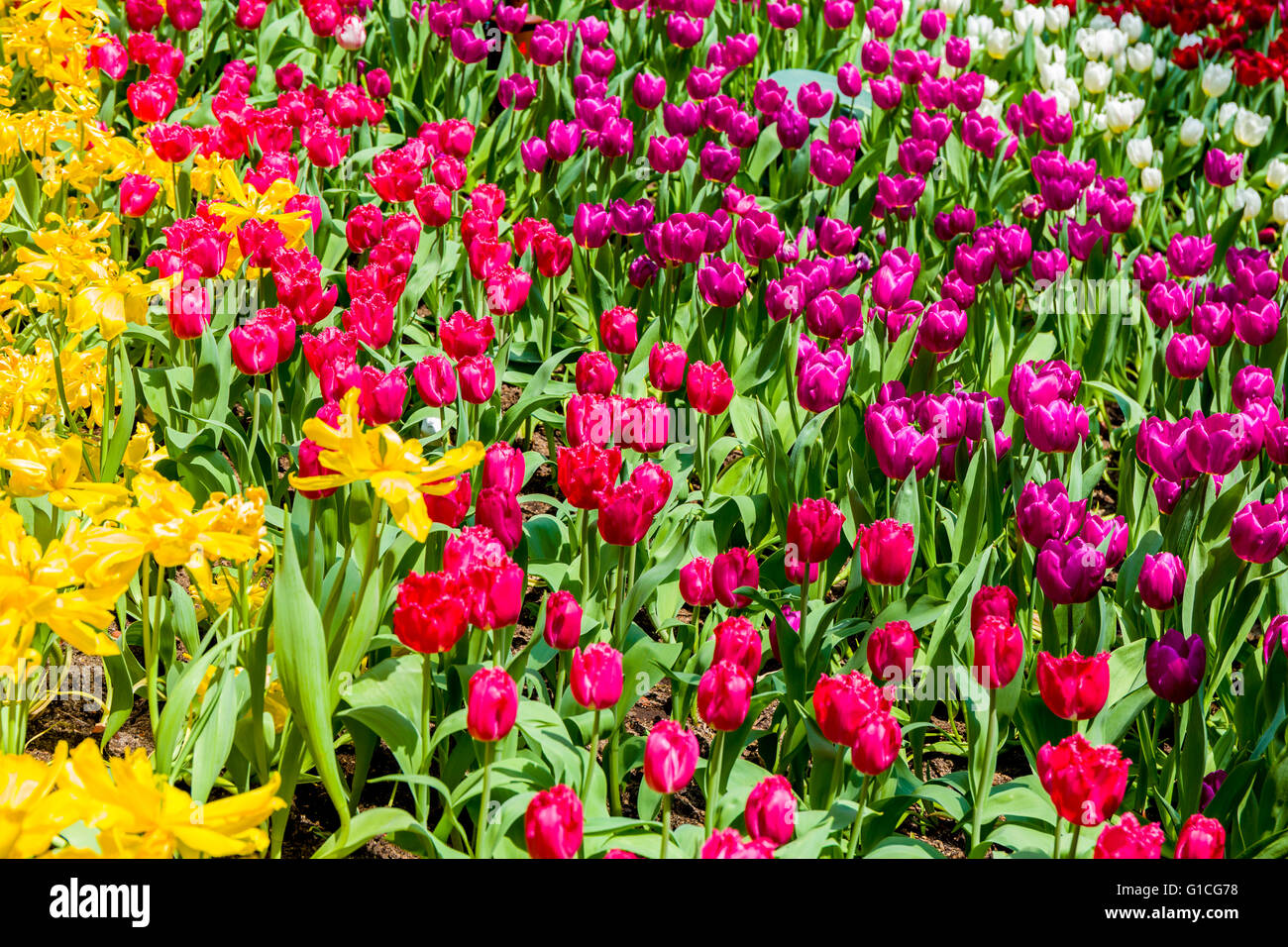 Blumen mit verschiedenen farben -Fotos und -Bildmaterial in hoher Auflösung  – Alamy