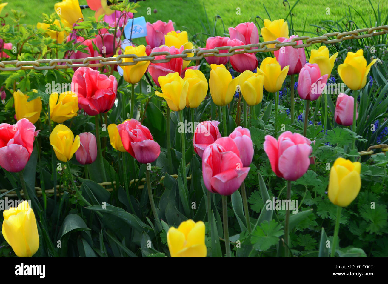 Tulpe Blumen Stockfoto
