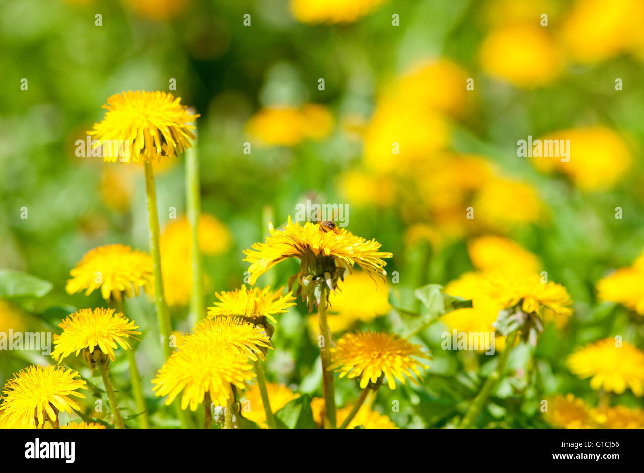 Nahaufnahme von Löwenzahn Blüte an Blüte im Frühjahr Stockfoto