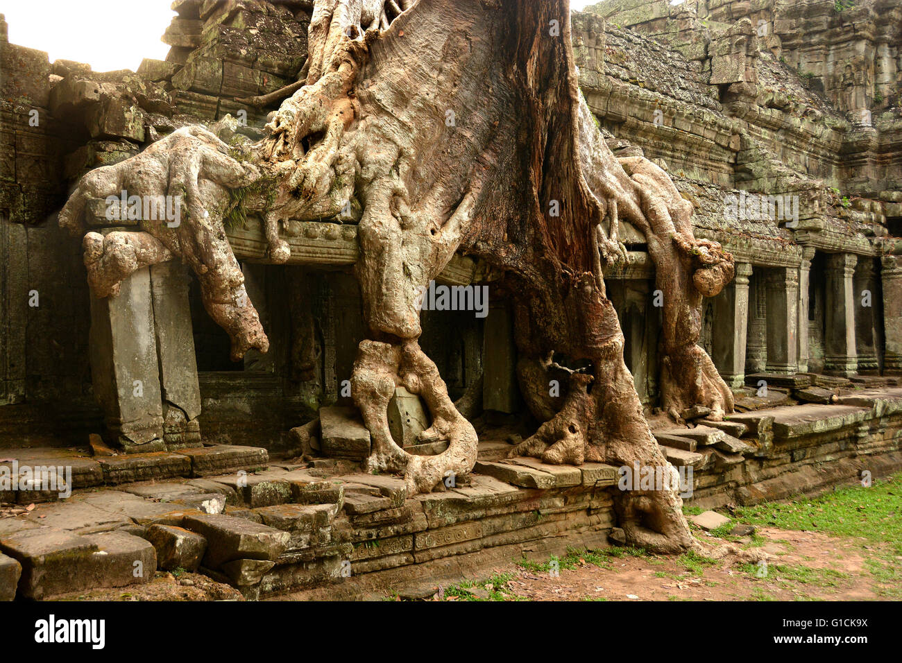 Komplizierte Baumwurzeln im Ta Prohm Tempel. 12. Jahrhundert; Siem Reap, Kambodscha. Stockfoto