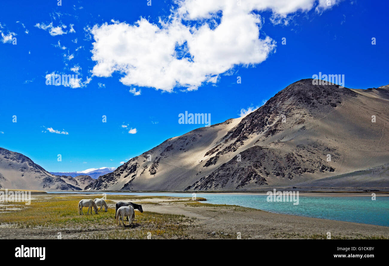 Indus Fluss fließt durch Chanthang Tal, Ladakh, Indien Stockfoto