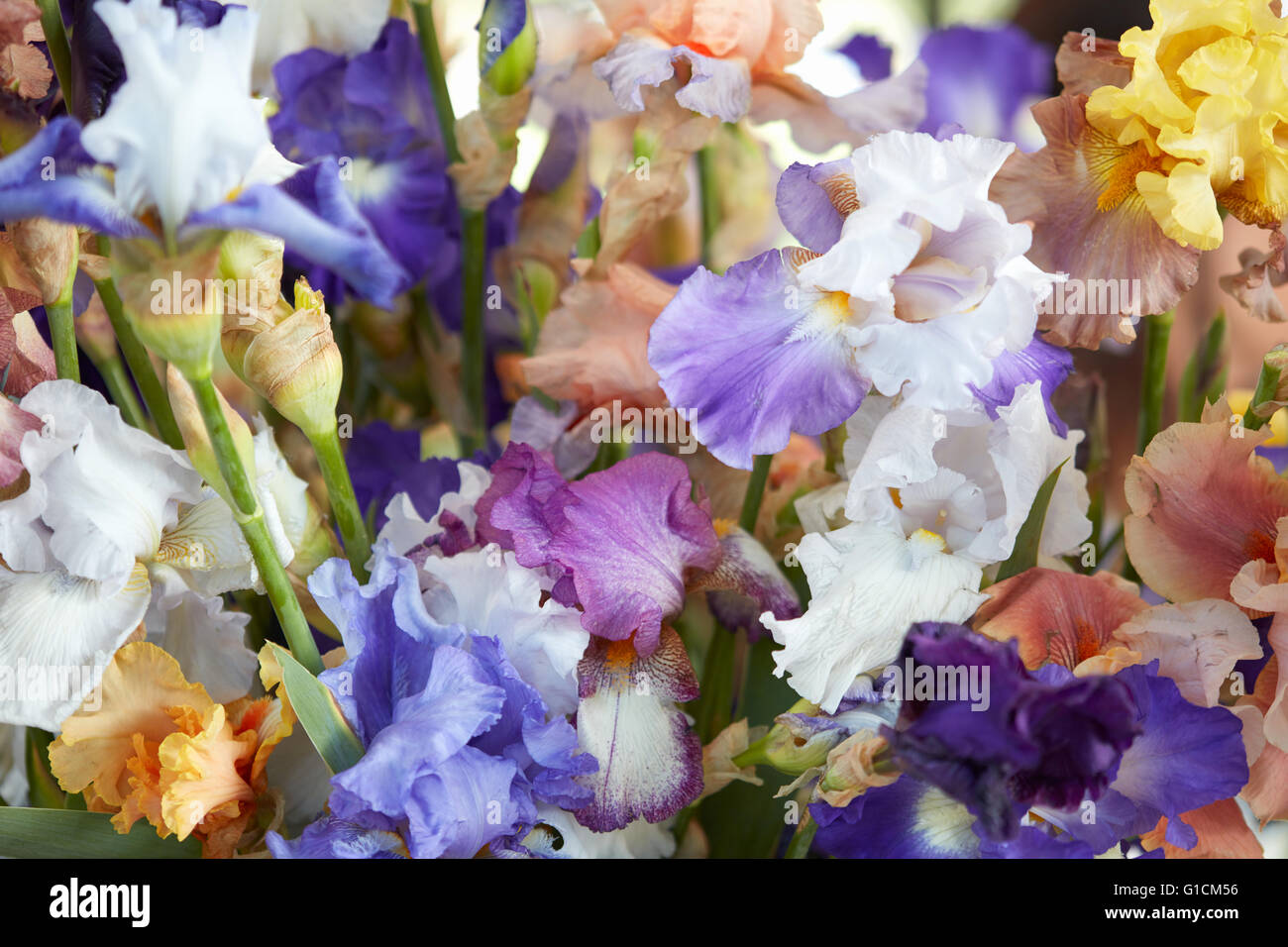 Iris Blumen in den Farben blau, lila, gelb Hintergrund Stockfoto