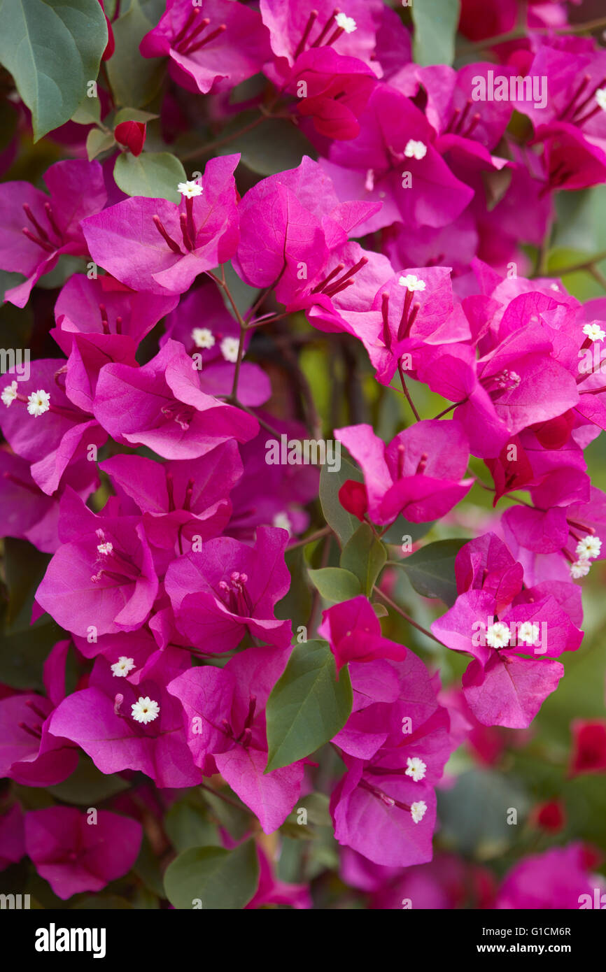 Bougainvillea, Textur lila Blumen Hintergrund Stockfoto