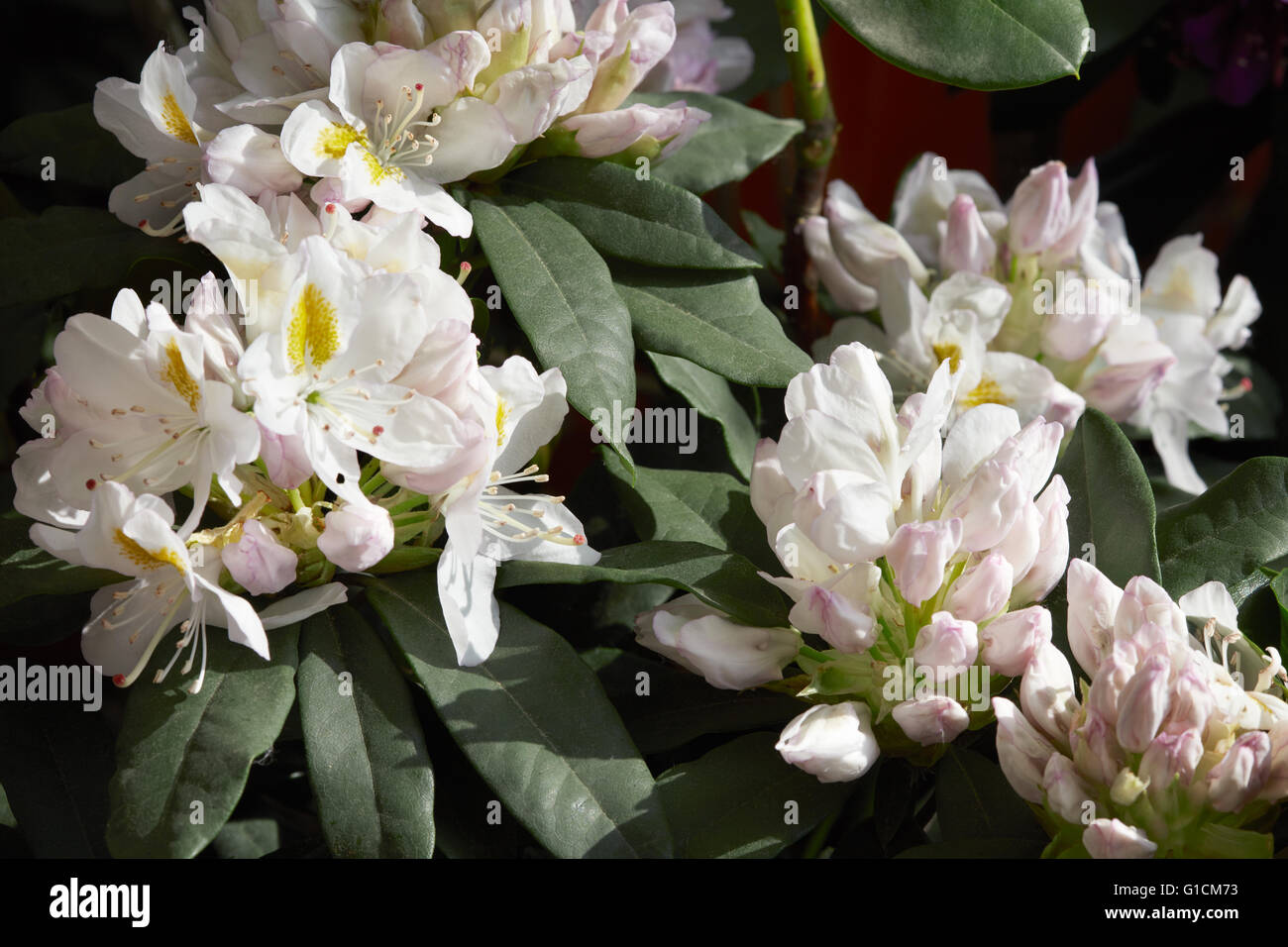 Rhododendron weiße Blumen Hintergrund im Sonnenlicht Stockfoto