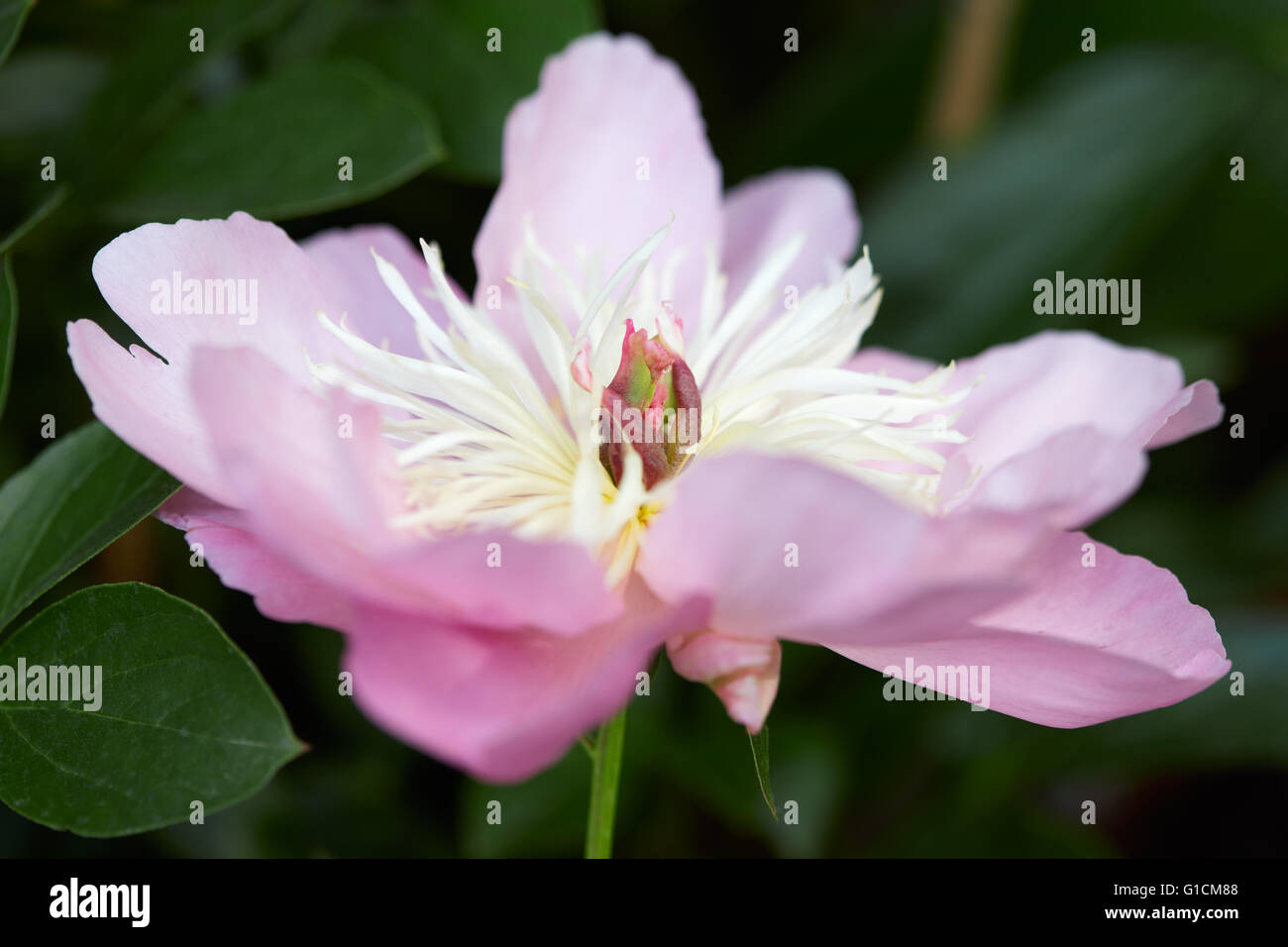 Rosa Pfingstrose Blüte Makro mit grünen Blättern Stockfoto