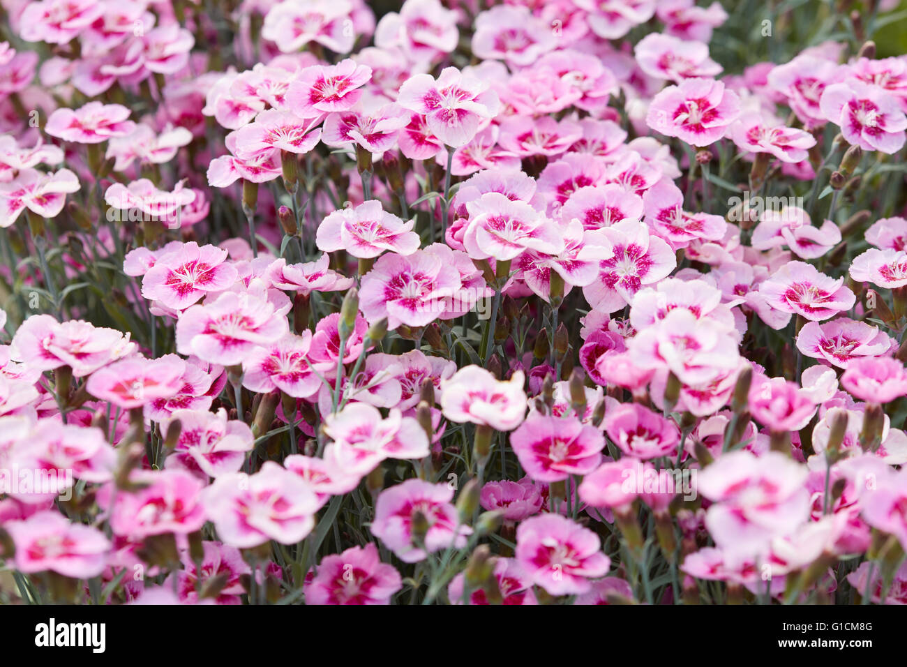 Kleine blumen hintergrund Fotos und Bildmaterial in hoher Auflösung