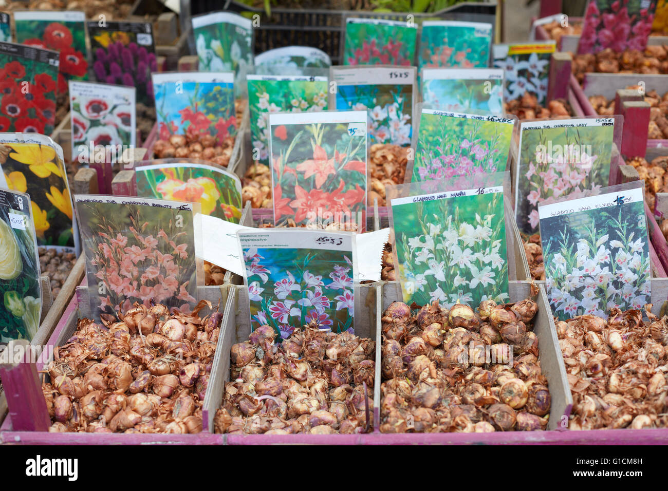 Blumenzwiebeln zum Verkauf an Orticola Messe in Mailand, Italien Stockfoto