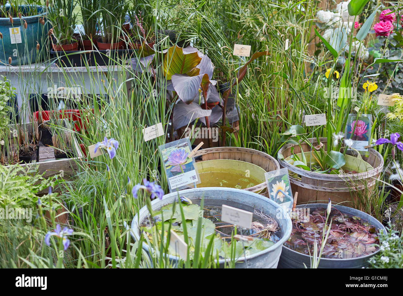 Wasserpflanzen Teichpflanzen zum Verkauf an Orticola Messe in Mailand, Italien Stockfoto