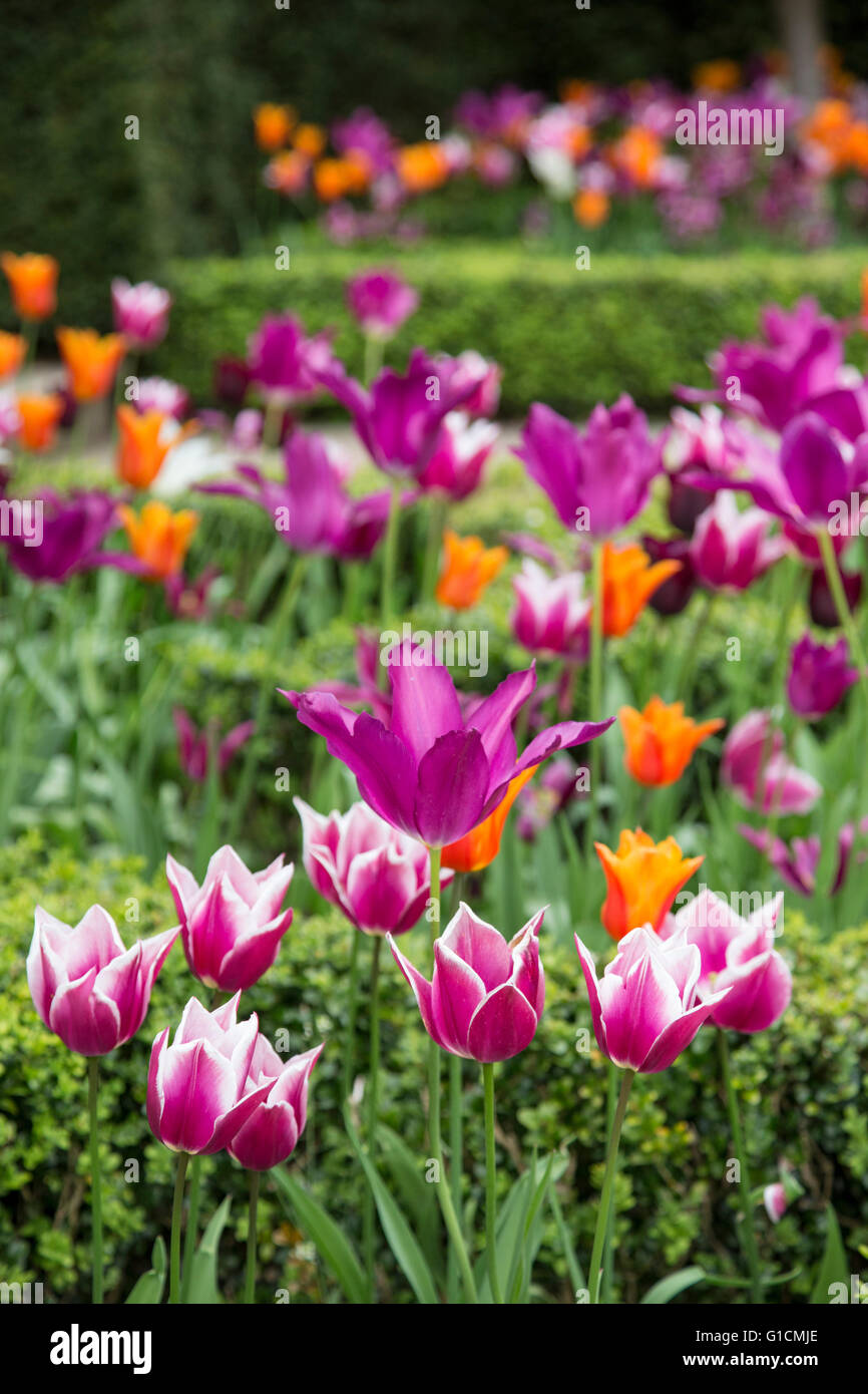 Bunte Tulpen in einem Garten Boarder, England, UK Stockfoto