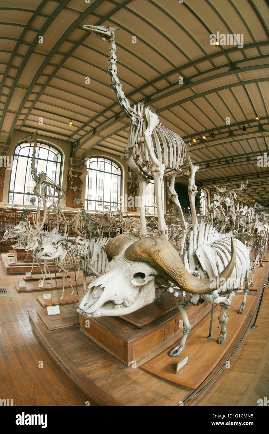 Skelette von Büffel, Giraffen und afrikanischen Säugetiere, French National Museum of Natural History, Jardin des Plantes, Paris, Frankreich Stockfoto
