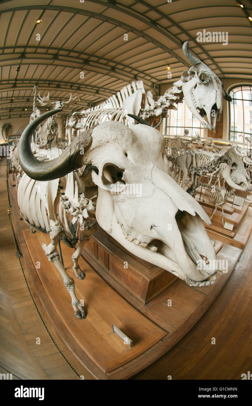 Skelette von Tieren der Welt, French National Museum of Natural History, Jardin des Plantes, Paris, Frankreich Stockfoto