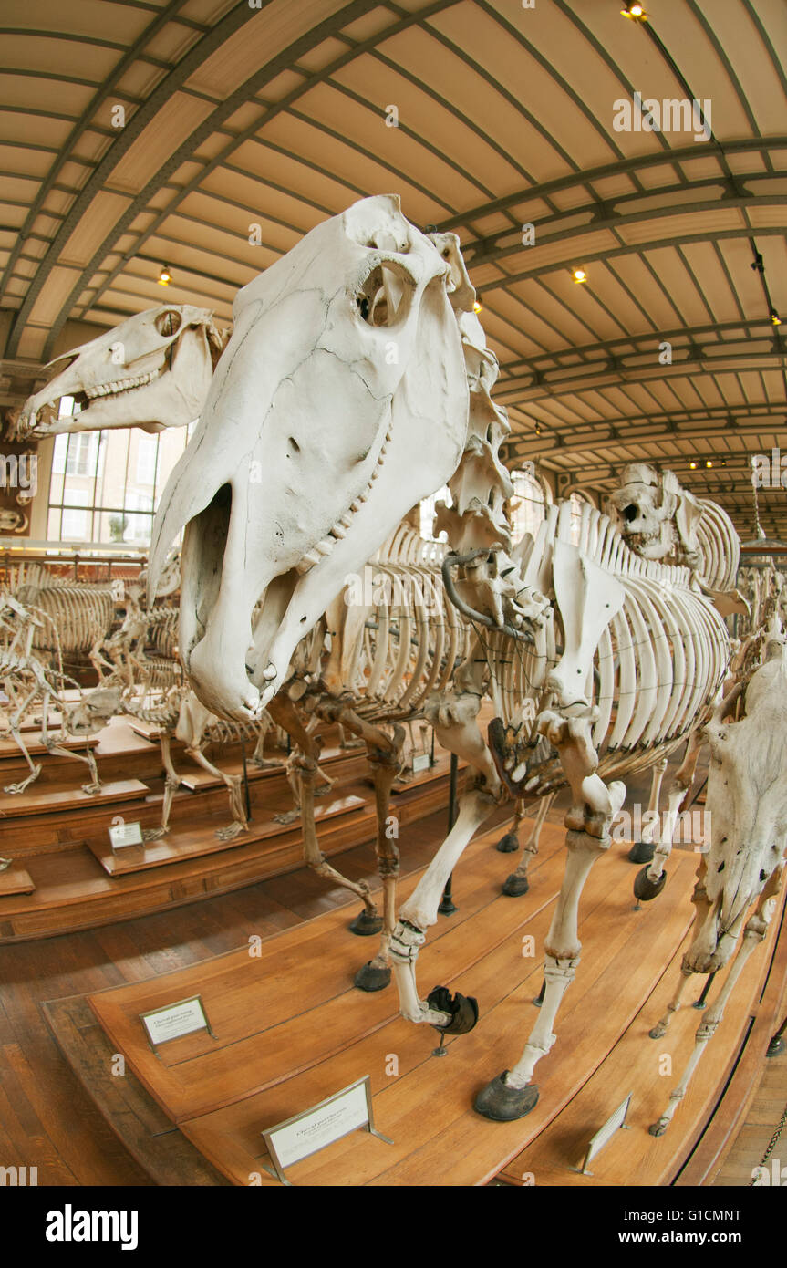 Skelette von Percheron und anderen Pferden, French National Museum of Natural History, Jardin des Plantes, Paris, Frankreich Stockfoto