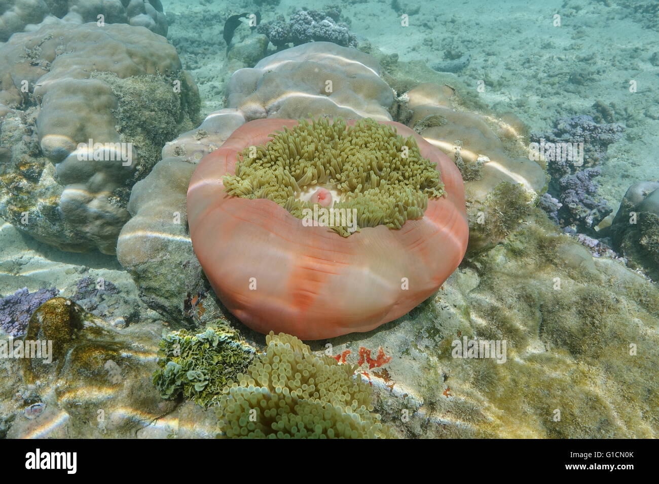 Eine herrliche Seeanemone, Heteractis Magnifica, Unterwasser Meerestiere, Pazifik, Französisch-Polynesien Stockfoto
