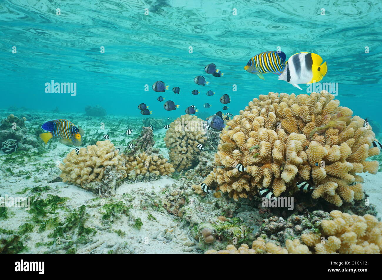 Tropische Fische und Korallen im flachen Wasser, Moorea Lagoon, Pazifik, Französisch-Polynesien Blumenkohl Stockfoto