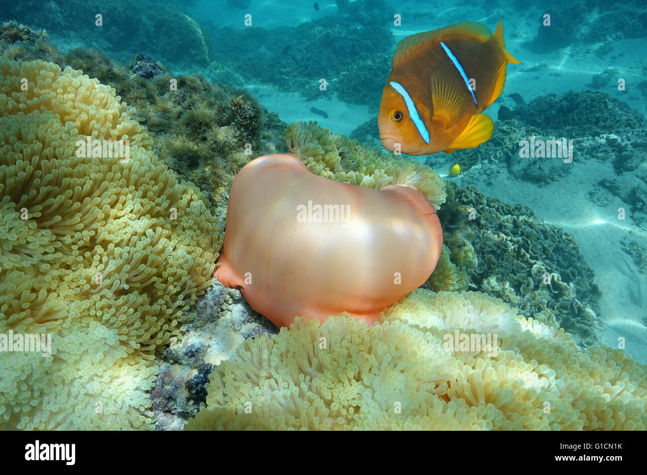Herrliche Seeanemone mit Orange-Fin Anemonenfische, marine Unterwasserwelt, Pazifischer Ozean, Französisch-Polynesien Stockfoto