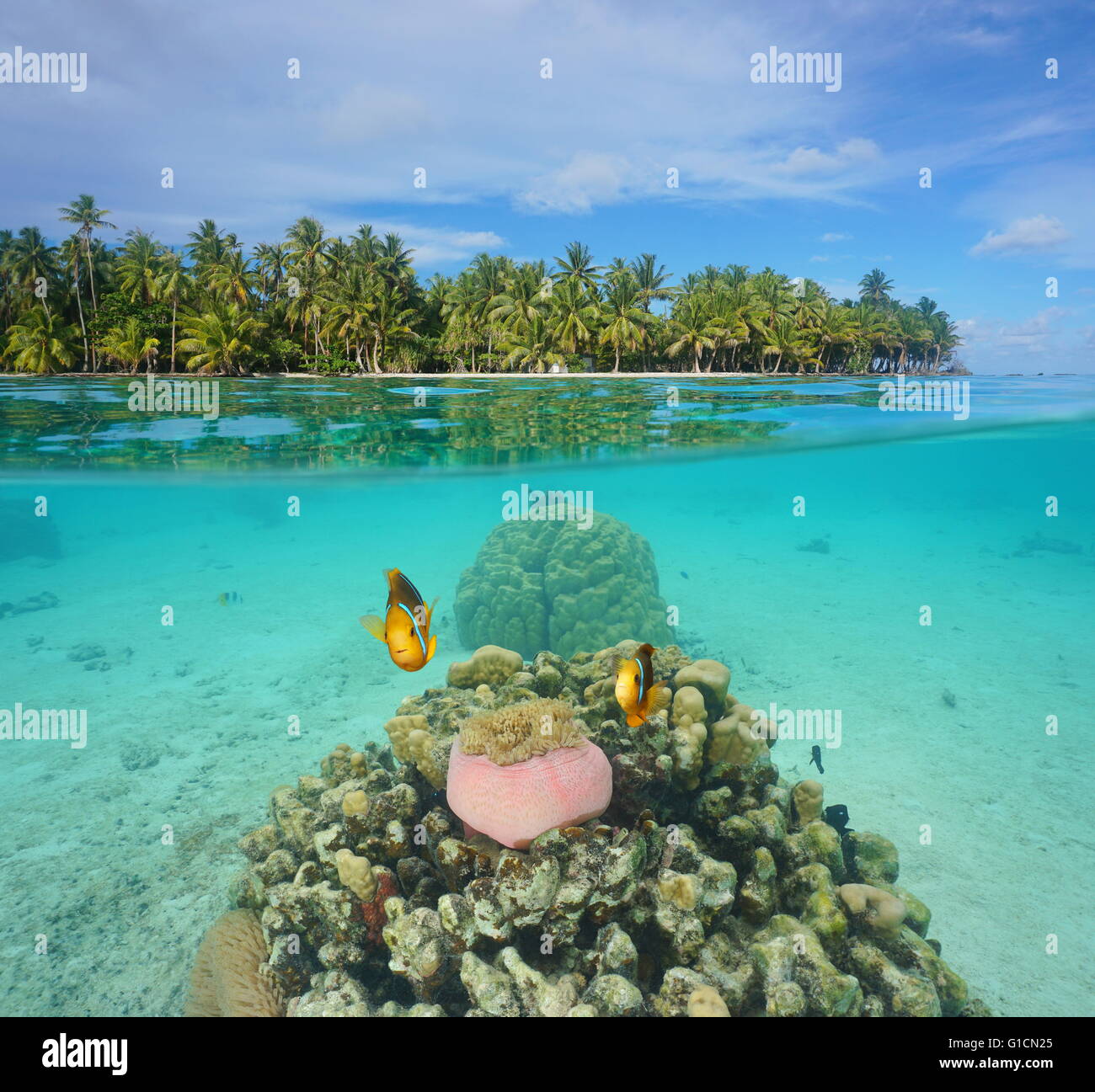 Oberhalb und unterhalb der Wasseroberfläche Fisch tropischen Insel Strand und Korallen mit Anemone Unterwasser, Lagune Huahine, Französisch-Polynesien Stockfoto