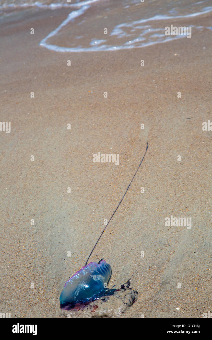 Titusville, Florida - A portugiesischer Mann o Krieg angespült am Strand im Canaveral National Seashore. Stockfoto