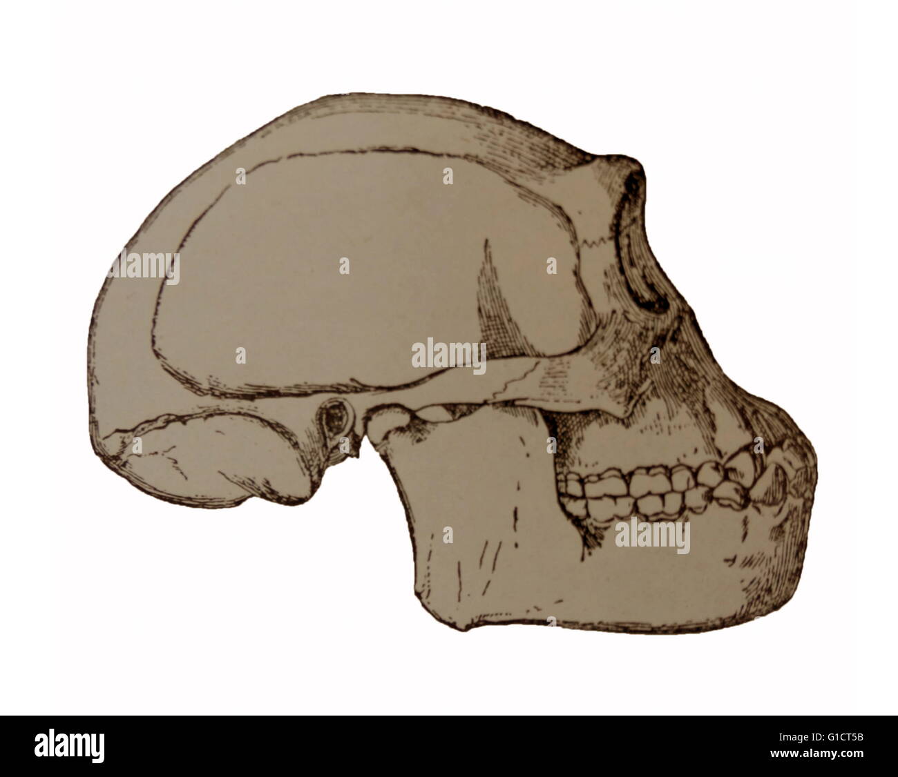 Abbildung Darstellung des Java-Mensch Schädels, eine Bezeichnung für frühen menschlichen Fossilien entdeckt auf der Insel Java (Indonesien) im Jahr 1891 und 1892. Unter der Leitung von Eugène Dubois (1858-1940), niederländischer Paläoanthropologe und Geologe. Stockfoto