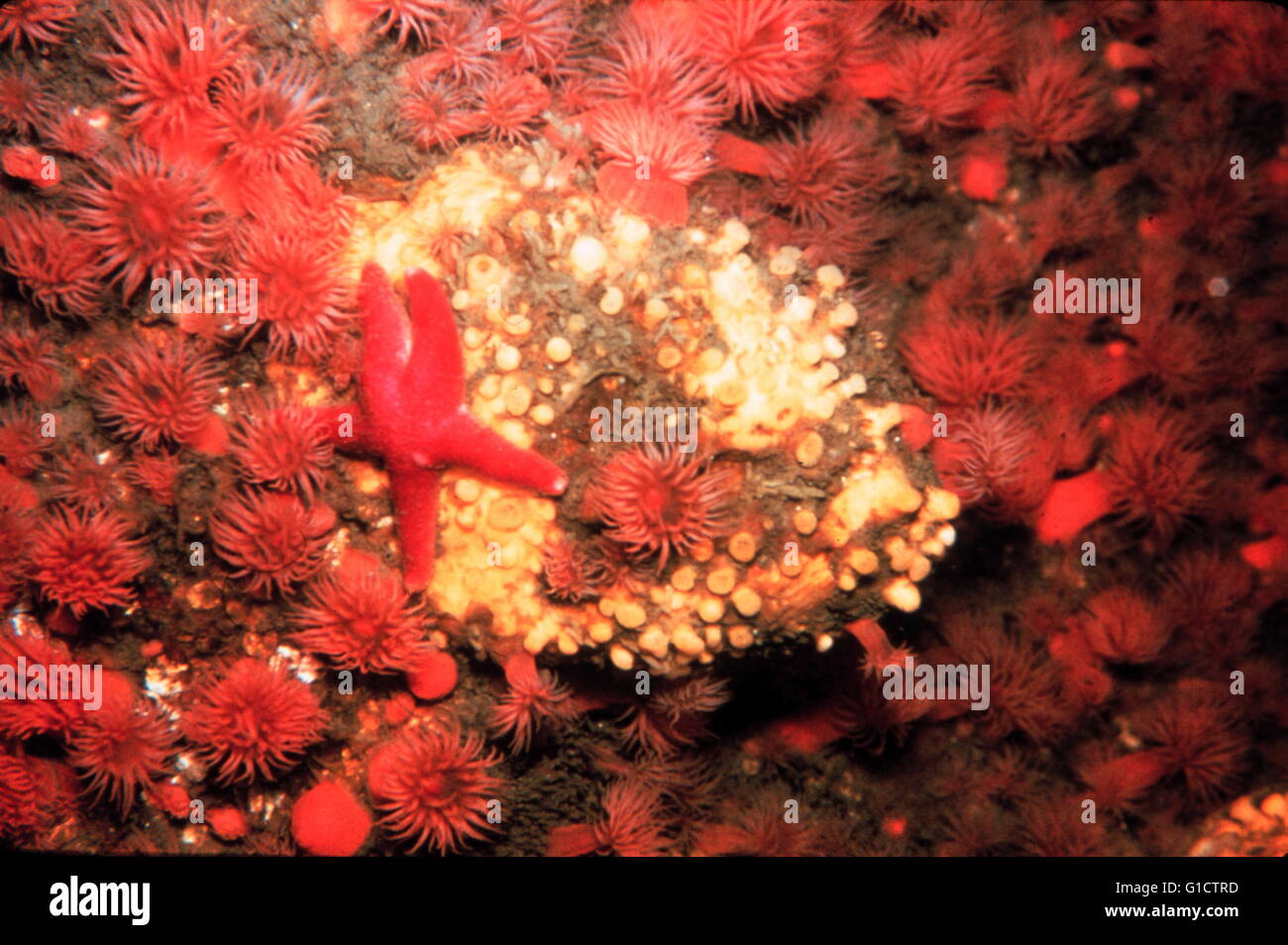 Seesterne und Anemonen in einer felsigen Kaltwasser-Gemeinschaft; Massachusetts Küste; USA. 1988 Stockfoto