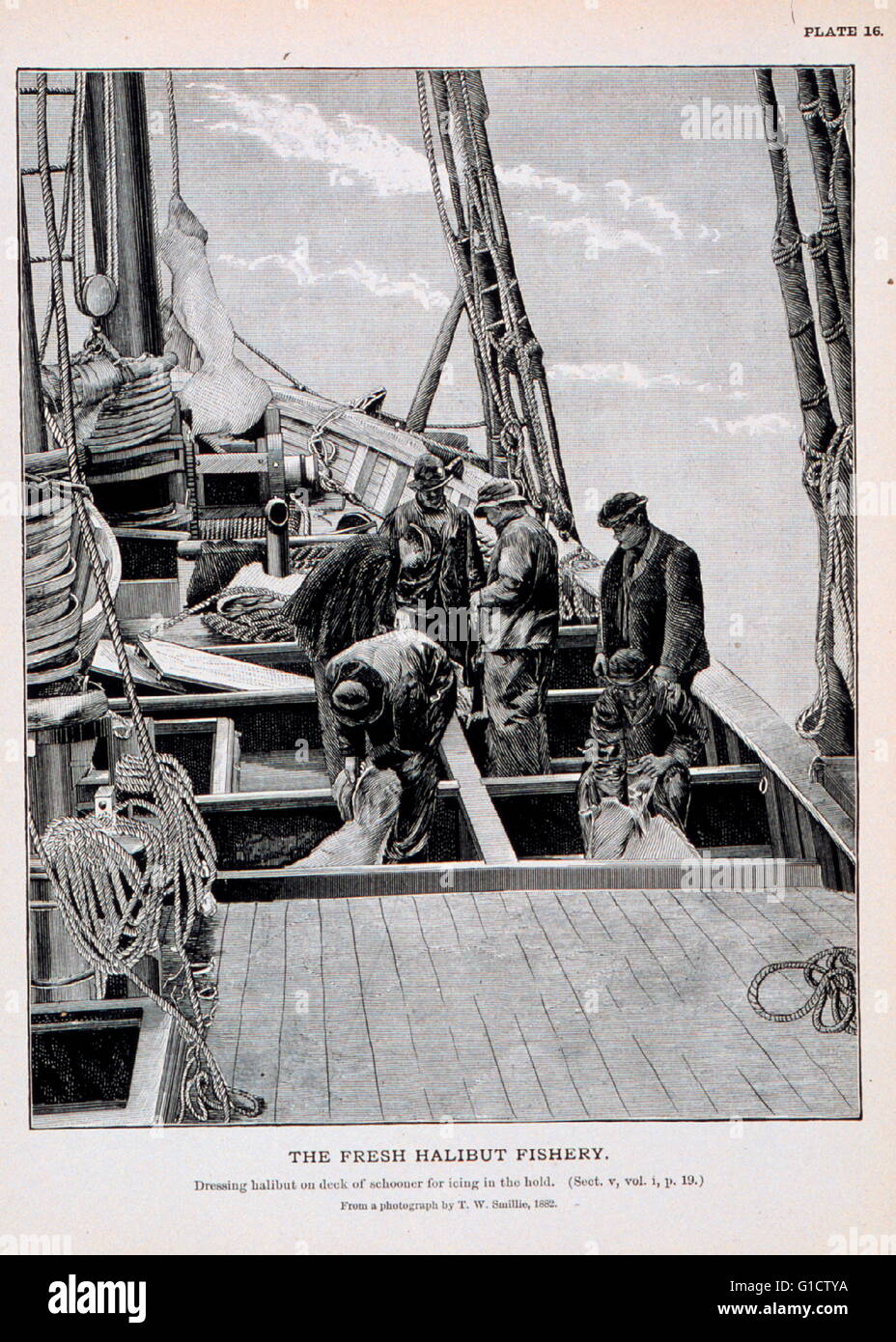 Dressing-Heilbutt auf Deck der Schoner für Vereisung im Frachtraum. 1920 Stockfoto