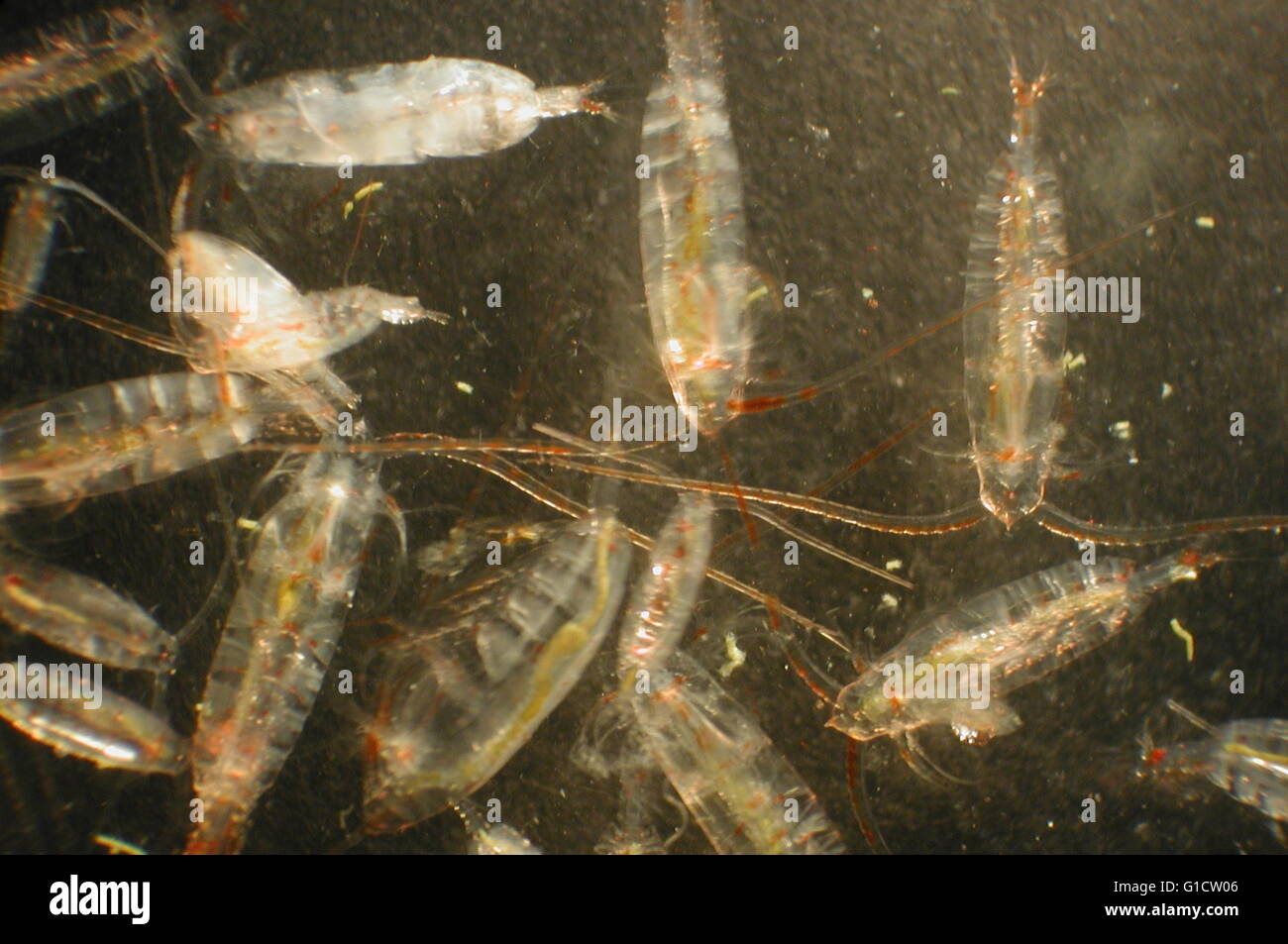 Copepoden (Zooplankton). Stockfoto