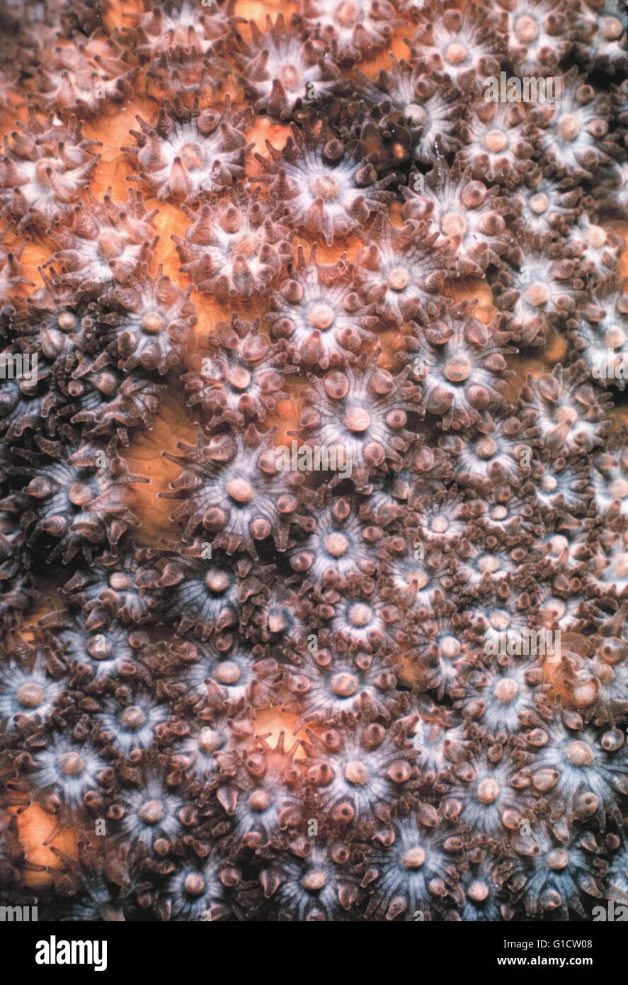 Korallenpolypen in kolonialen Korallen leben Stockfoto