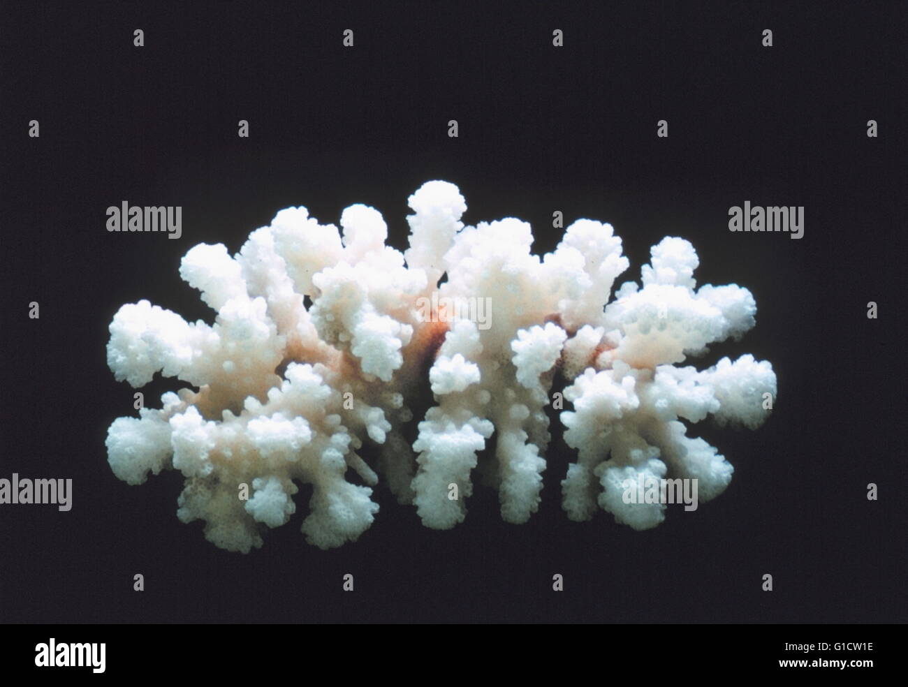 Kalkhaltigen Skelett einer Lobe Koralle (Porites Lobata). Stockfoto
