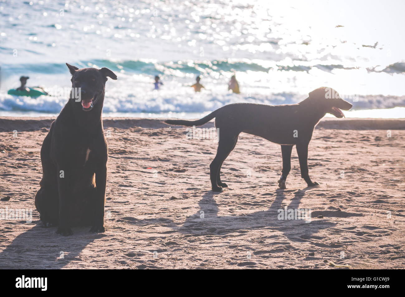 Schwarzer Hund am Sandstrand Stockfoto