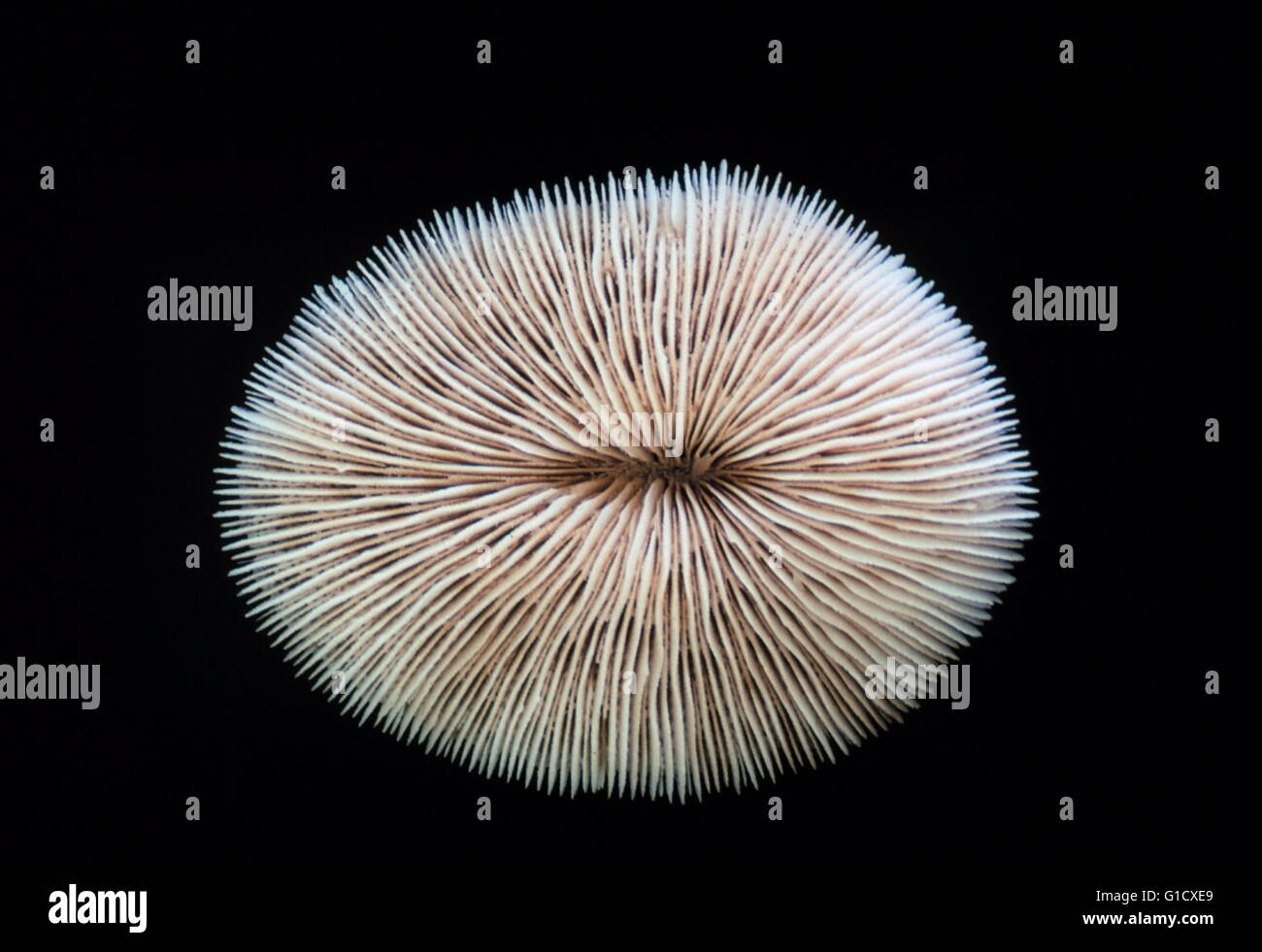 Die Koralle, Pilzkorallen Scutaria von Dr. James P. McVey kalkhaltigen Skelett. Vom 20. Jahrhundert Stockfoto