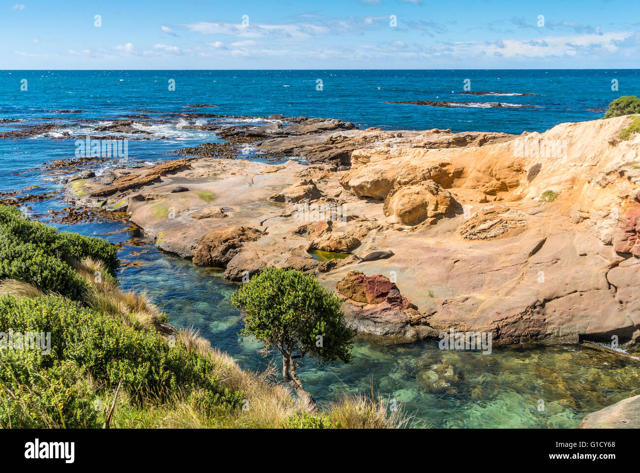 New Zealand bunte Küste Landschaft mit Robben in Otago Region Südinsel Neuseeland Stockfoto