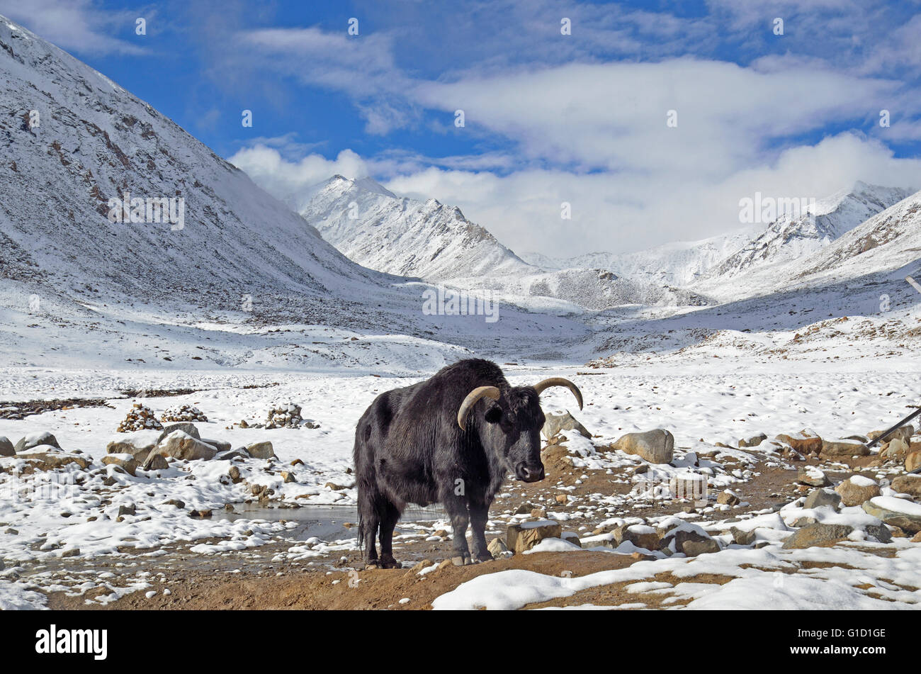 Jak stehen in der Kälte, in der Nähe Khardung La Pass, Ladakh, Indien Stockfoto