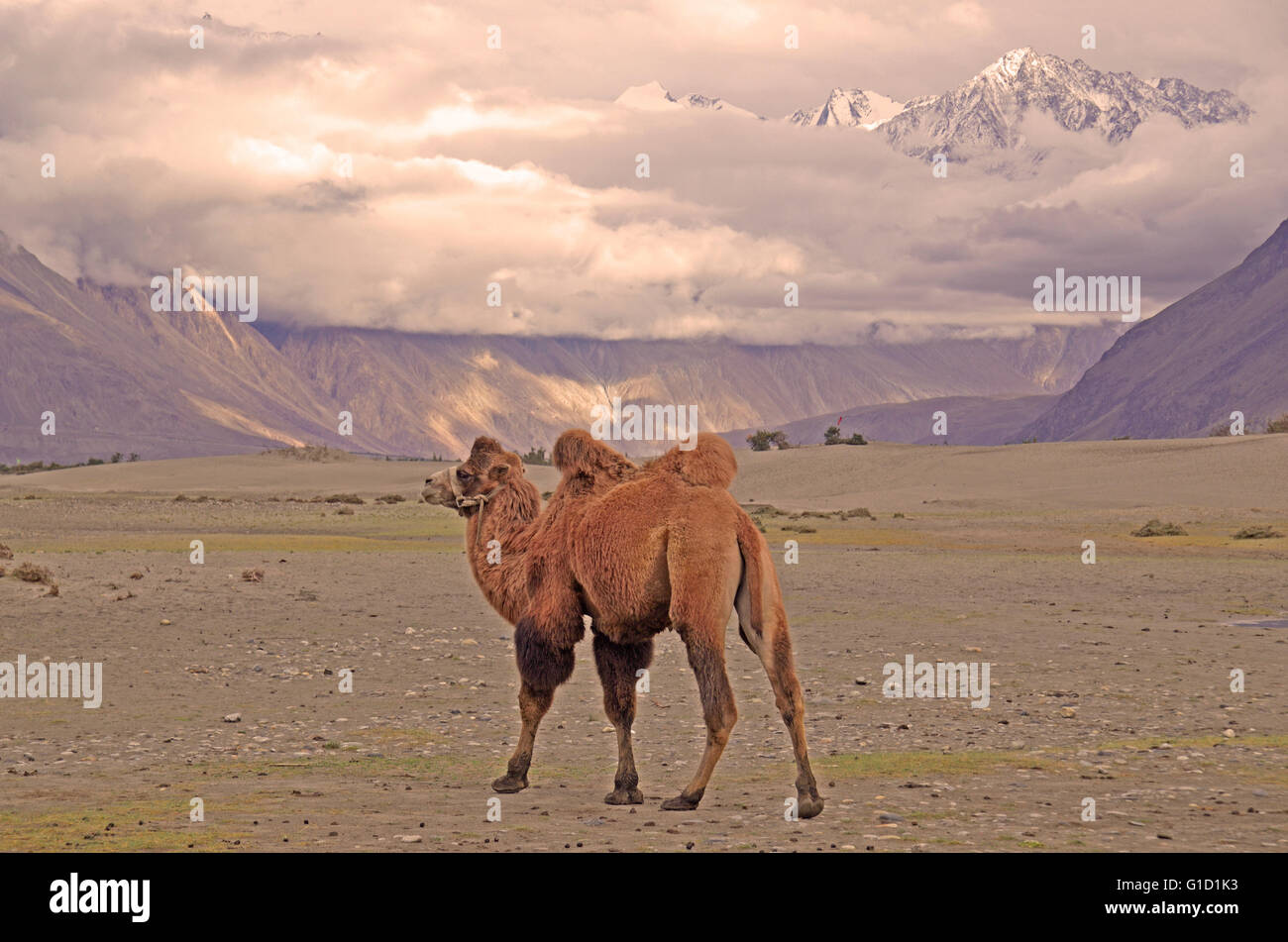 Baktrischen Kamel in der kalten Wüste Hundar in Nubra Valley, Ladakh, Indien Stockfoto