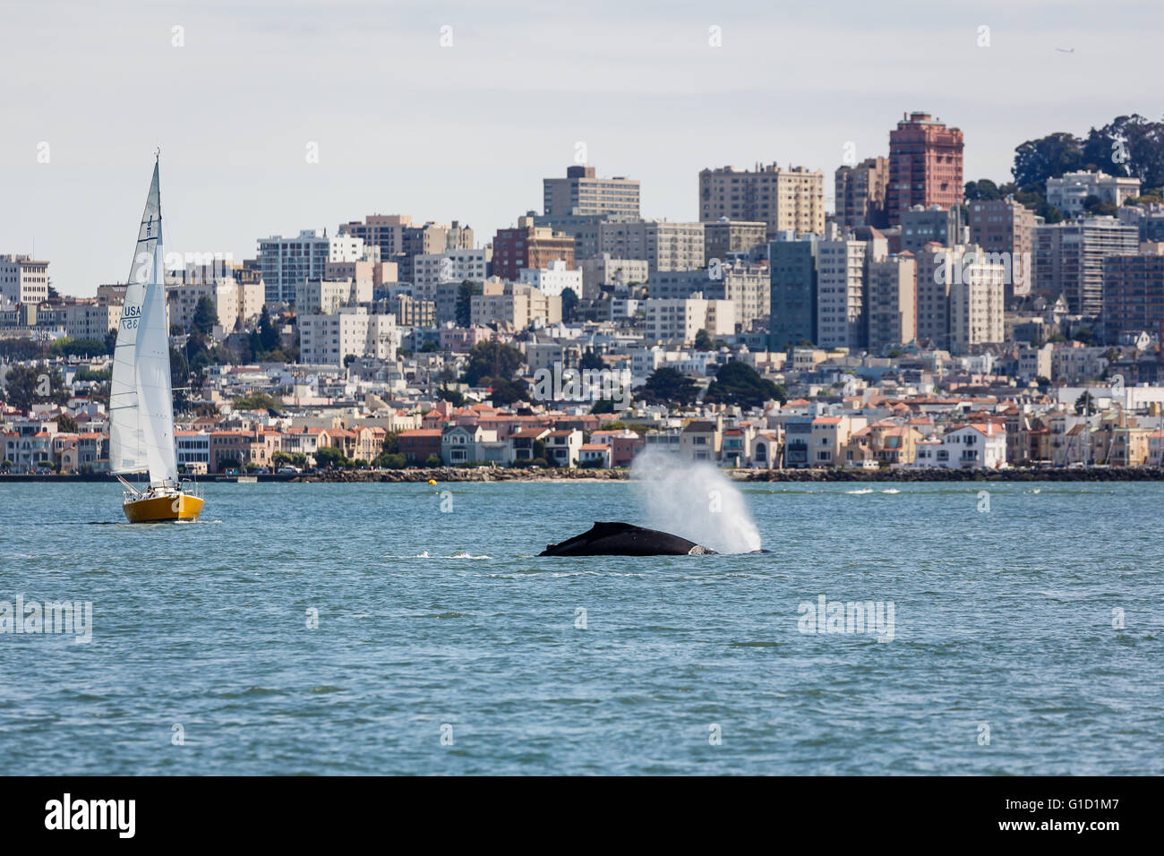 Seltene Sichtung der Mutter Buckelwal, Impressionen Novaeangliae und Babyschwimmen in San Francisco Bucht mit Blick auf die Stadt im Hintergrund Stockfoto