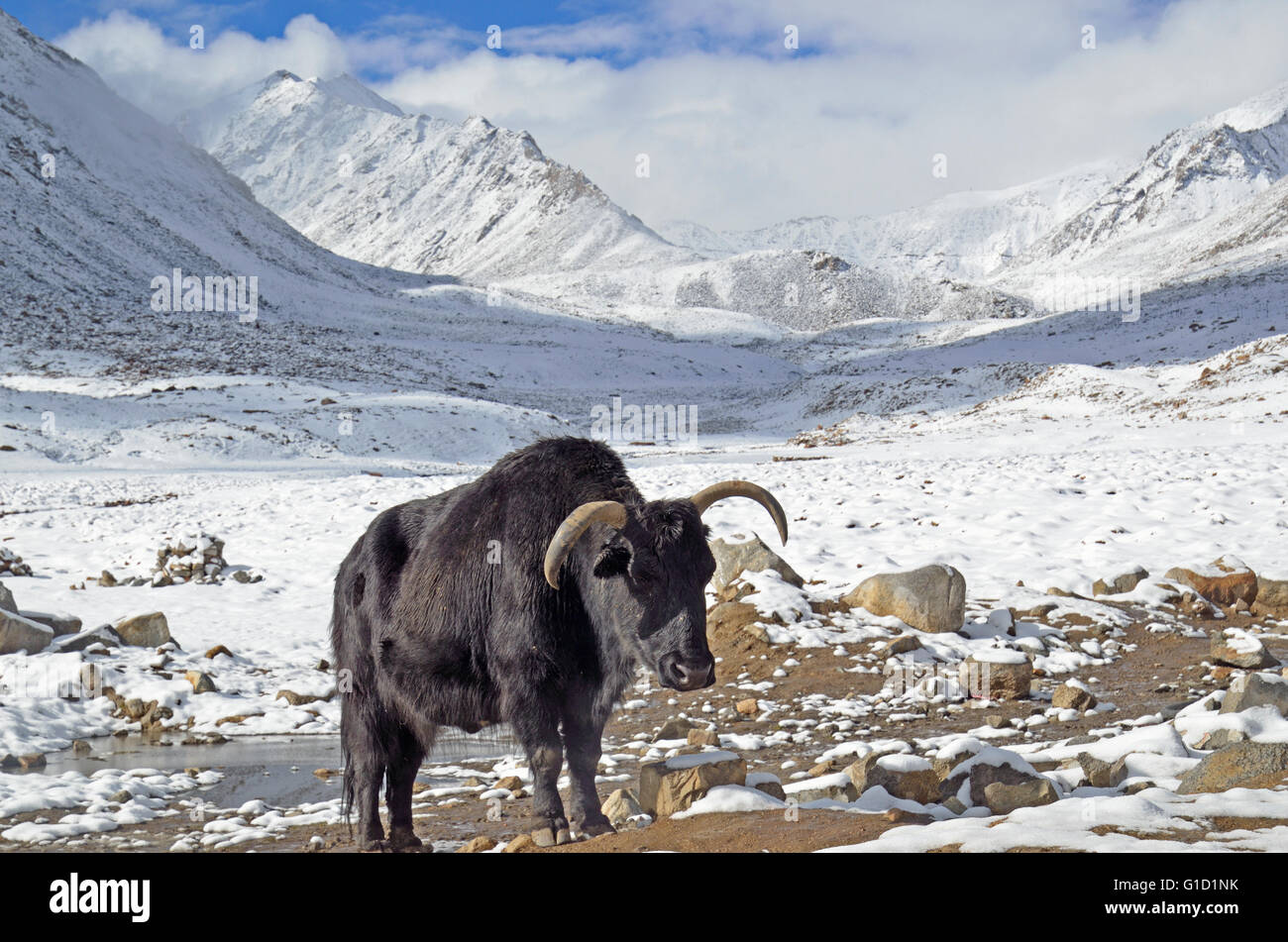 Jak stehen in der Kälte, in der Nähe Khardung La Pass, Ladakh, Indien Stockfoto
