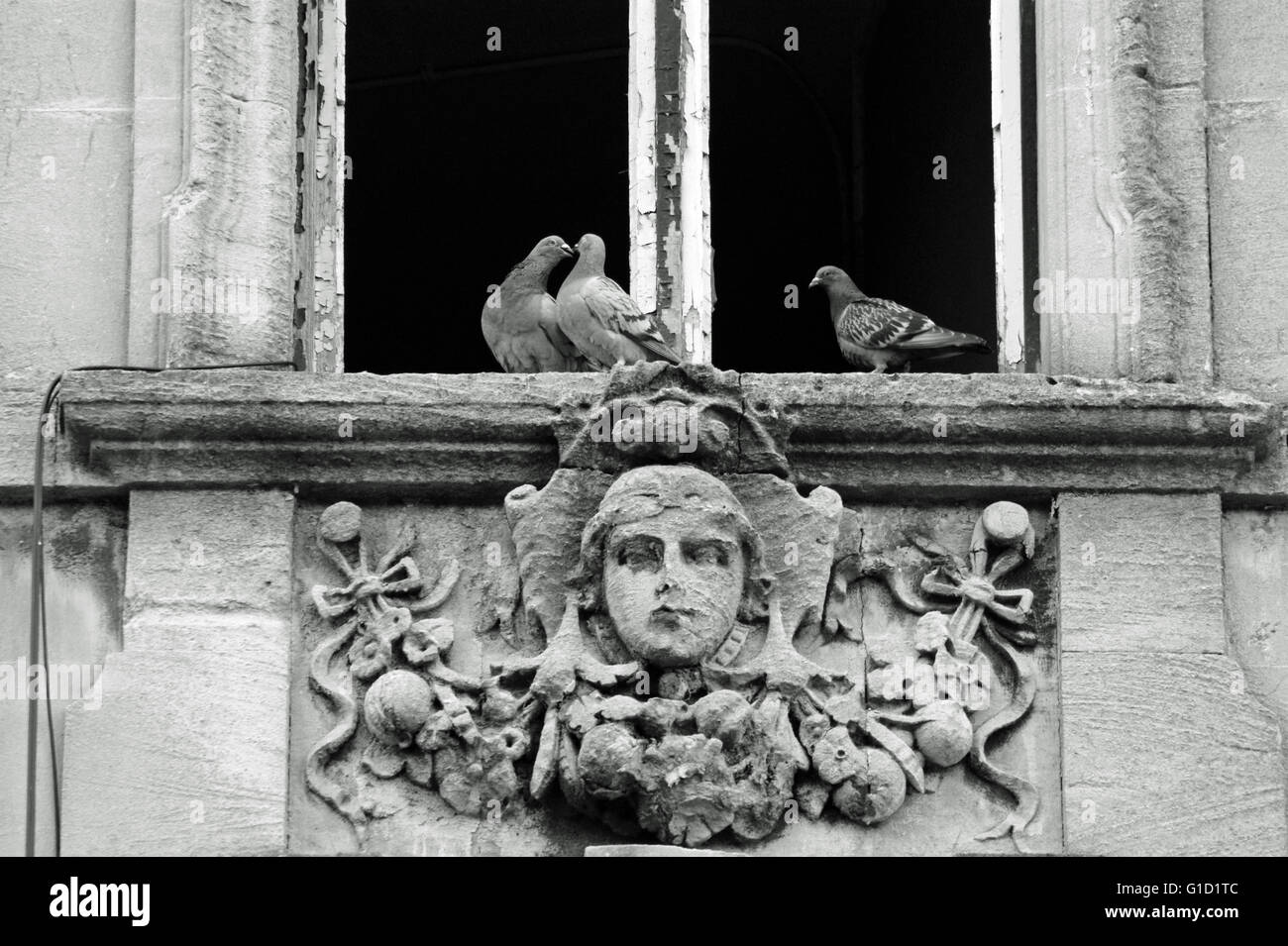 2 Tauben zeigen gerne jeweils ein anderes verweilt eine 3. Taube ist direkt bei ihnen... sperren, das Fenster ist eine alte viktorianische Fenster. Stockfoto
