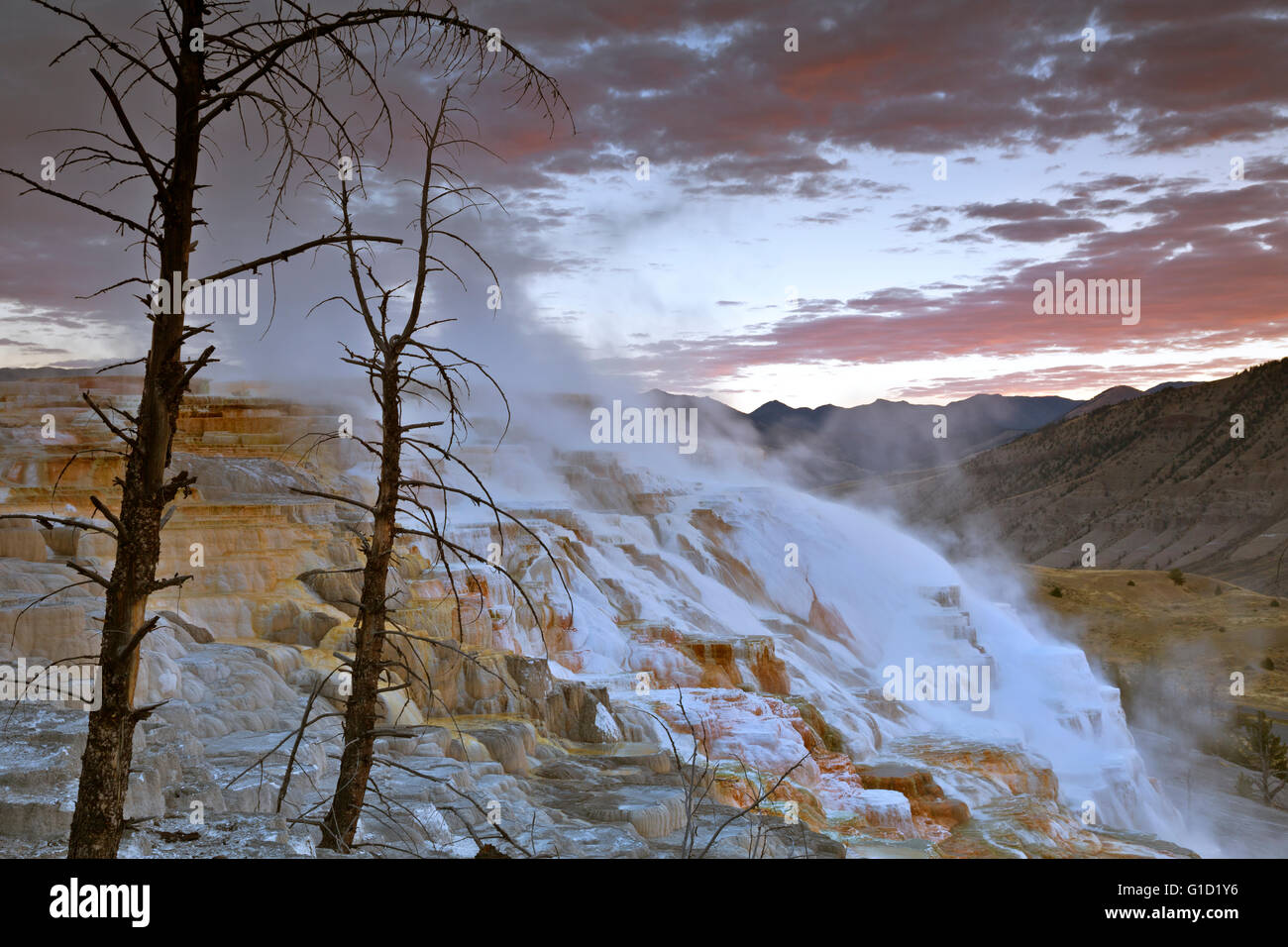 WY01704-00... WYOMING - Sonnenaufgang vom Kanarischen Frühling in den oberen Terrassen von Mammoth Hot Springs im Yellowstone-Nationalpark. Stockfoto