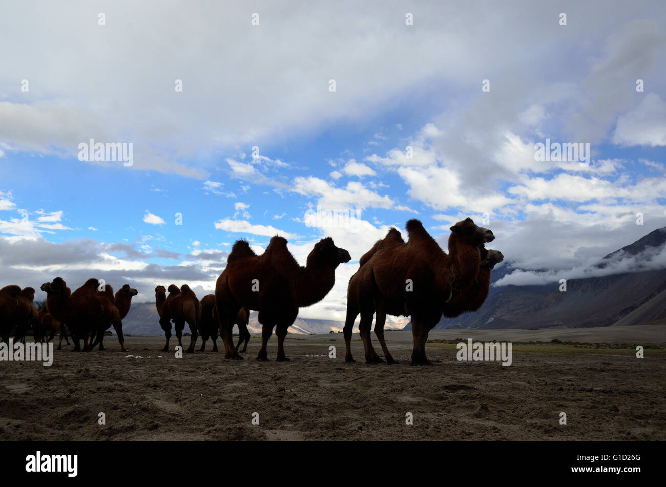 Baktrischen Kamel in der kalten Wüste Hundar in Nubra Valley, Ladakh, Indien Stockfoto