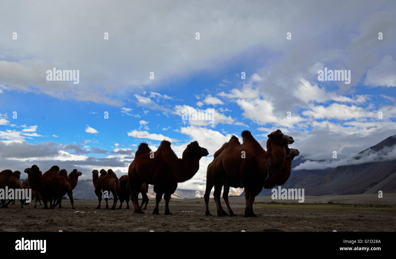 Baktrischen Kamel in der kalten Wüste Hundar in Nubra Valley, Ladakh, Indien Stockfoto