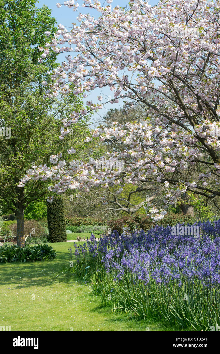 Prunus Ichiyo und Camassia Blumen. Ichiyo Kirschbaum und Camassia Leichtlinii Blumen RHS Wisley Gardens, Surrey, England Stockfoto