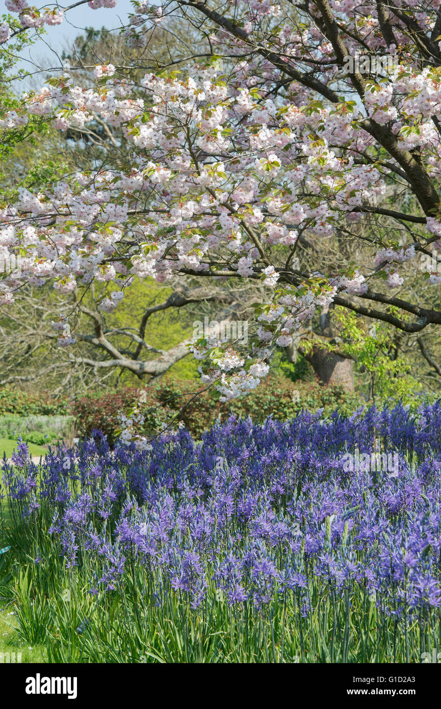 Prunus Ichiyo und Camassia Blumen. Ichiyo Kirschbaum und Camassia Leichtlinii Blumen RHS Wisley Gardens, Surrey, England Stockfoto