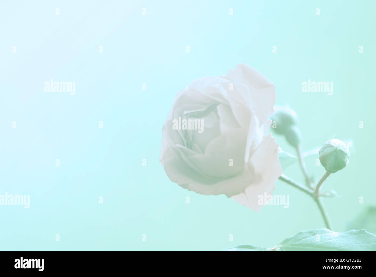 Rose Blume mit Farbfilter Stockfoto