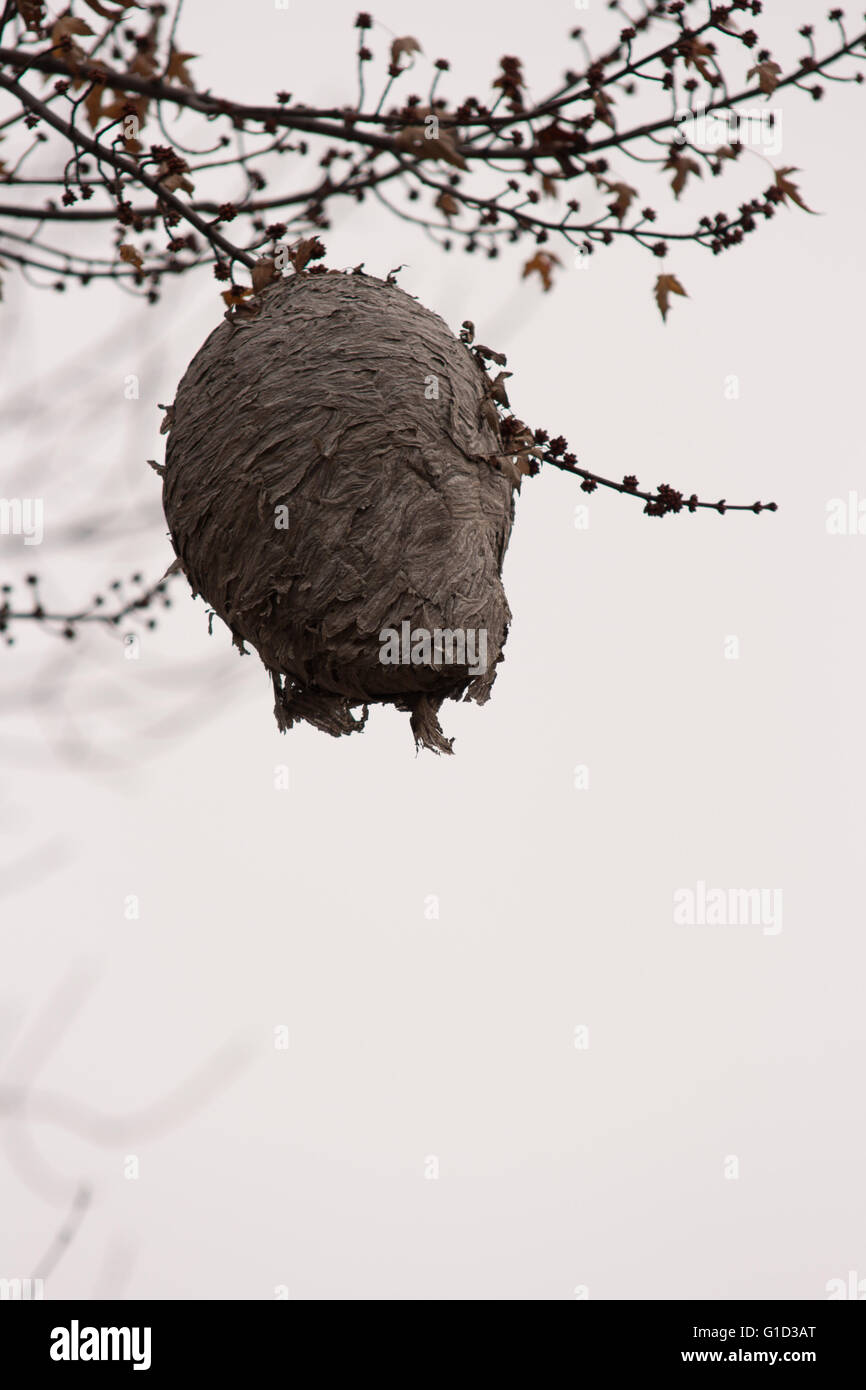Glatzenhornisse (Dolichovespula maculata), die an einem Baum hängen Stockfoto