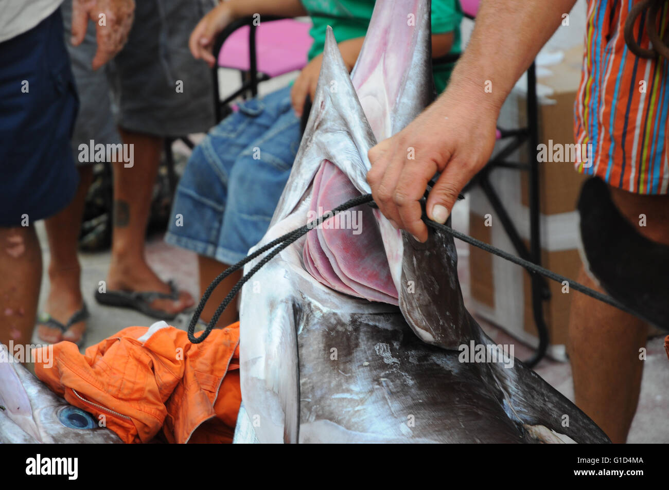 Schwertfisch, Sizilien Stockfoto