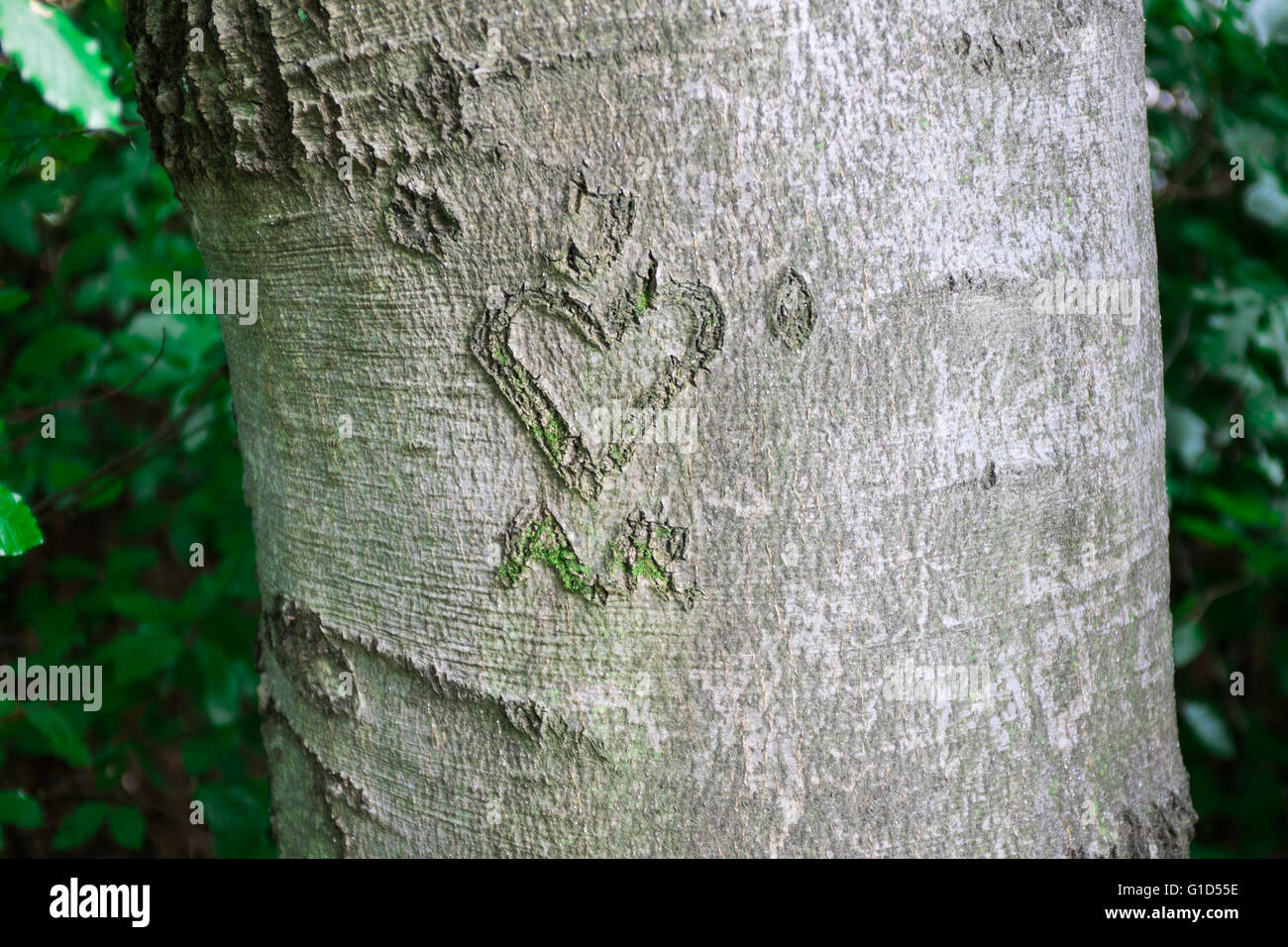 Liebe Herz Zeichen auf einem Baum geschnitzt Stockfoto