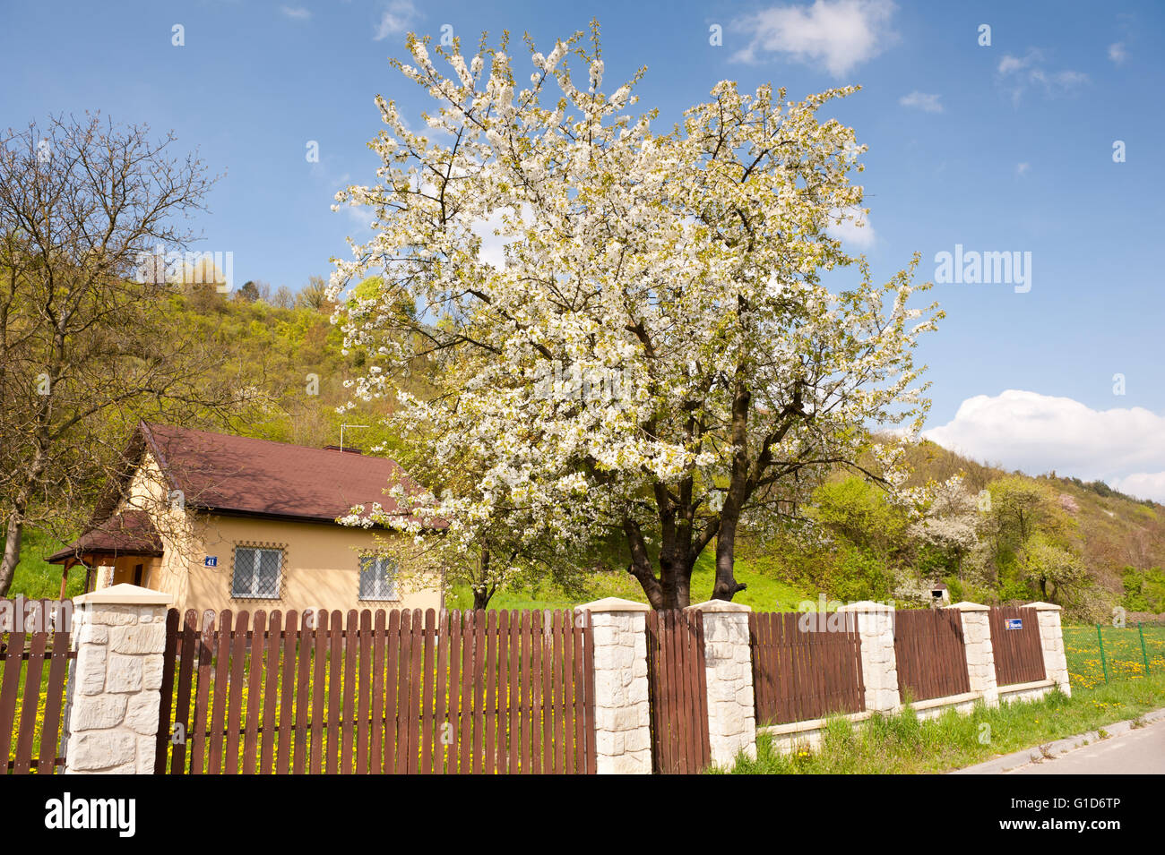 Kleines Haus in Naturlandschaft, Außenseite des Gebäudes im Frühjahr, Haus Garten mit blühenden Pflaumenbaum unterhalb der Hang. Stockfoto
