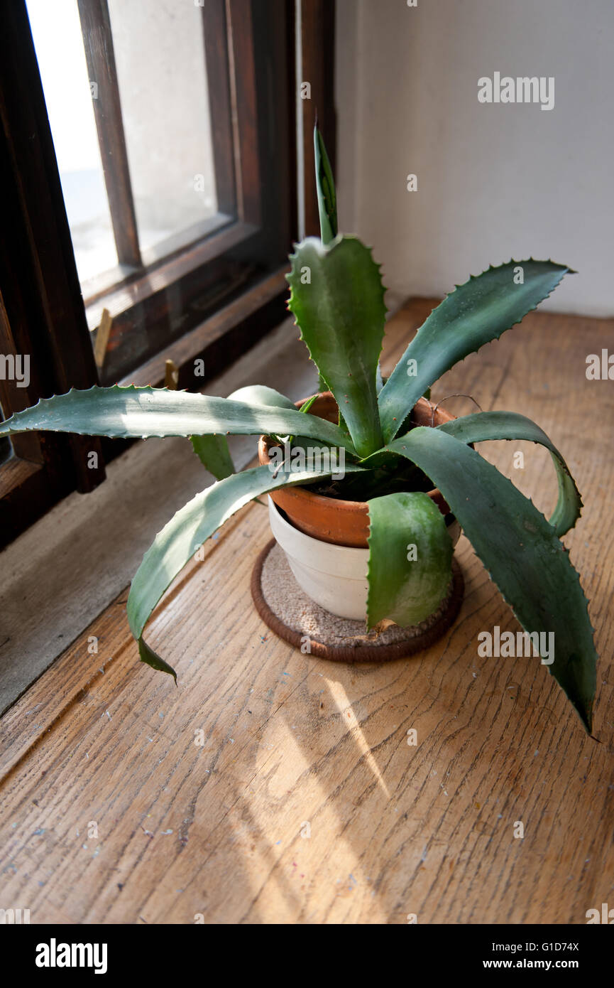 Grne Agave wachsen auf Fensterbank, Sukkulente im Haus Interieur in Polen,  Laub im Licht der Sonne vom Fenster aus Holz, Blume Stockfotografie - Alamy