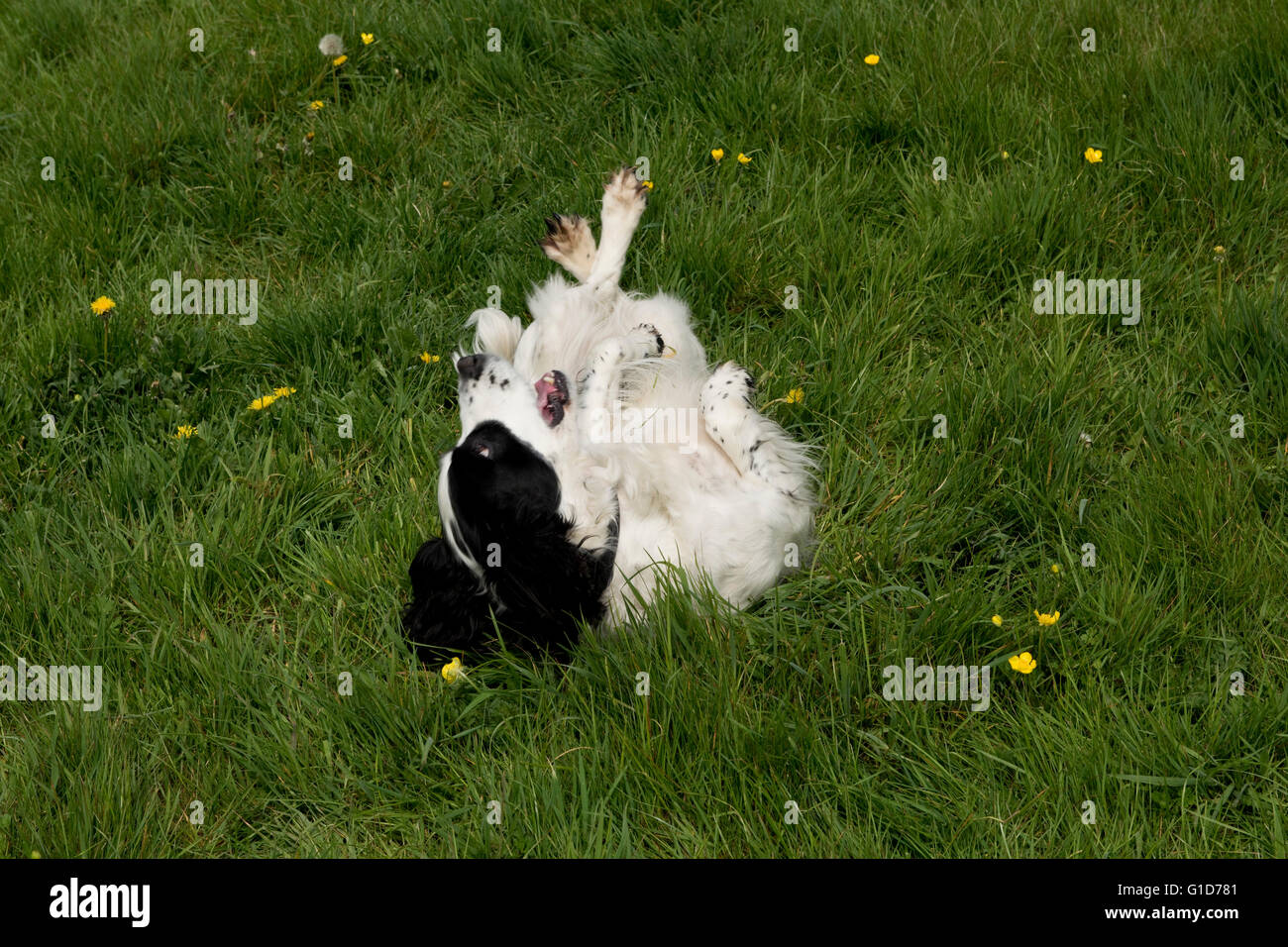 Ein Cocker Spaniel Hund Rollen auf etwas stinkenden in der Wiese Stockfoto