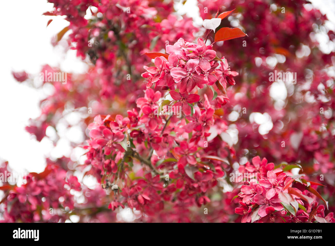 Rote Blüte Crab Apfelbaum Malus Lizenzgebühren im Frühling in Polen, Europa, viele Blüten und Blätter auf die üppig blühenden Stockfoto