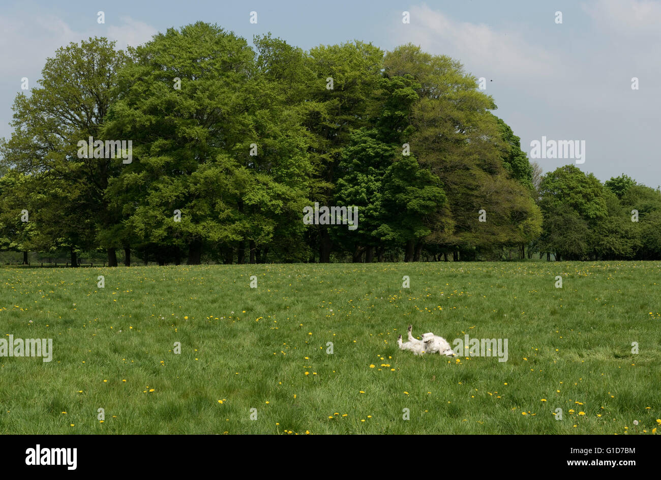 Ein Cocker Spaniel Hund Rollen auf etwas stinkenden in der Wiese Stockfoto